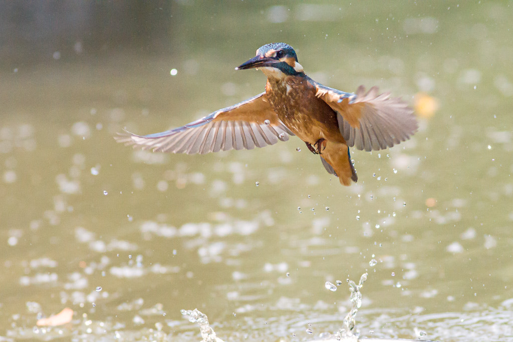 Sony Alpha DSLR-A700 + Tamron AF 70-210mm F2.8 SP LD sample photo. Martin pescatore - valli di argenta photography