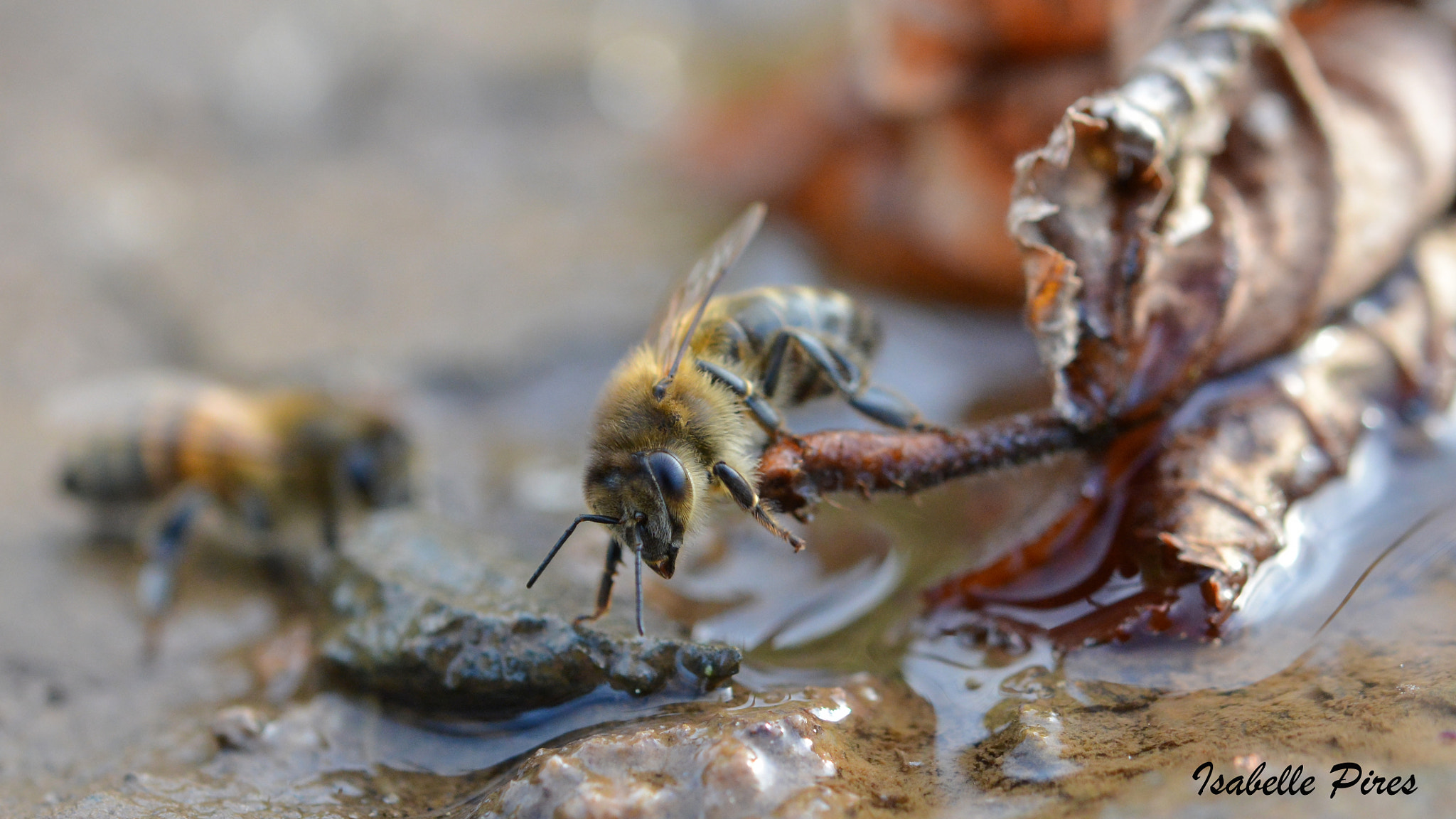 Nikon AF-S Micro-Nikkor 60mm F2.8G ED sample photo. Les abeilles sont déjà réveillées photography
