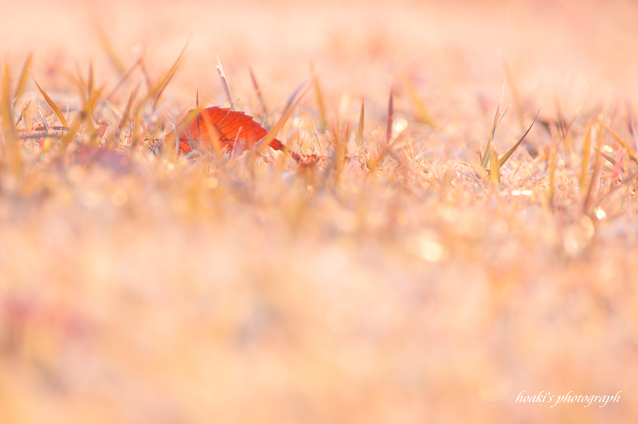 Pentax K-3 sample photo. Glitter in the morning sun photography