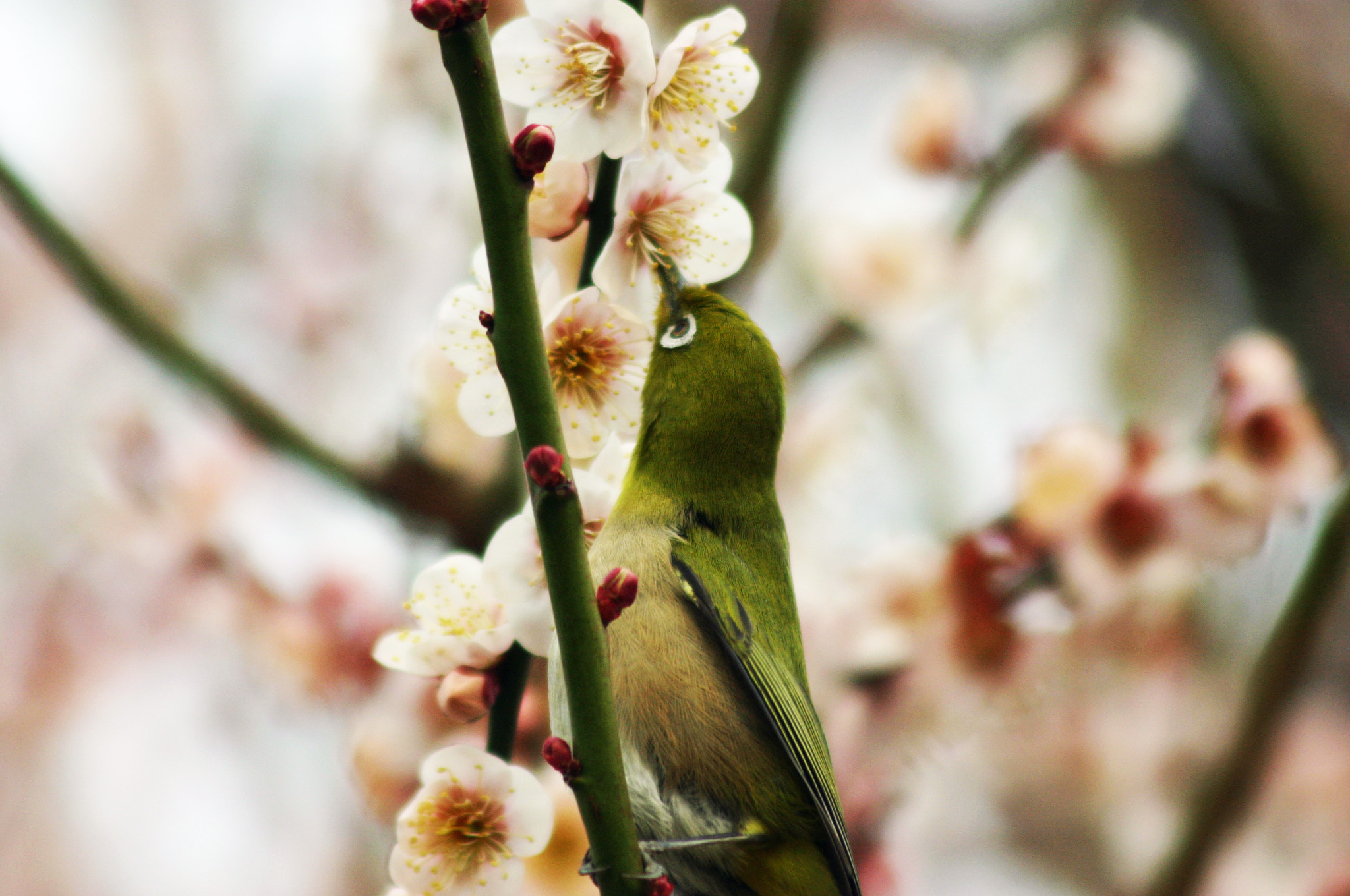Canon EOS 300D (EOS Digital Rebel / EOS Kiss Digital) sample photo. Plum and white-eye photography
