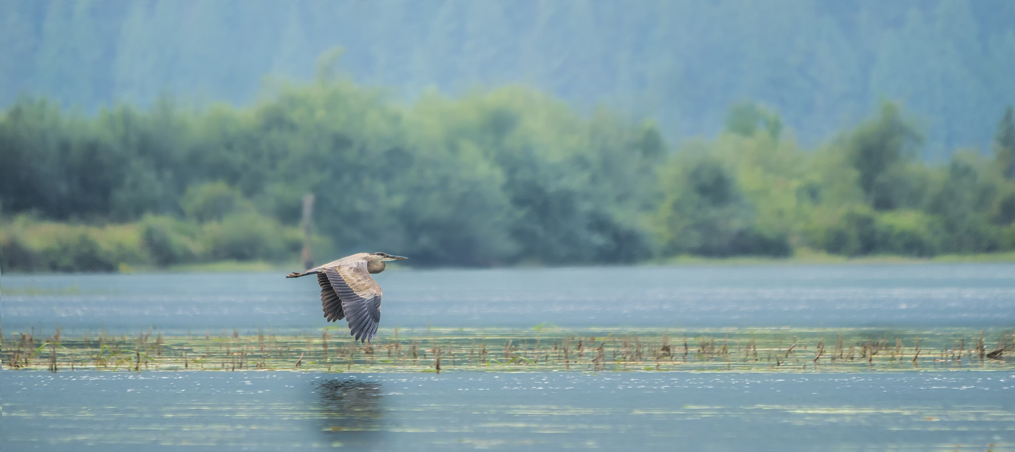 Canon EOS-1D X + Canon EF 70-200mm F2.8L IS USM sample photo. Heron flight photography