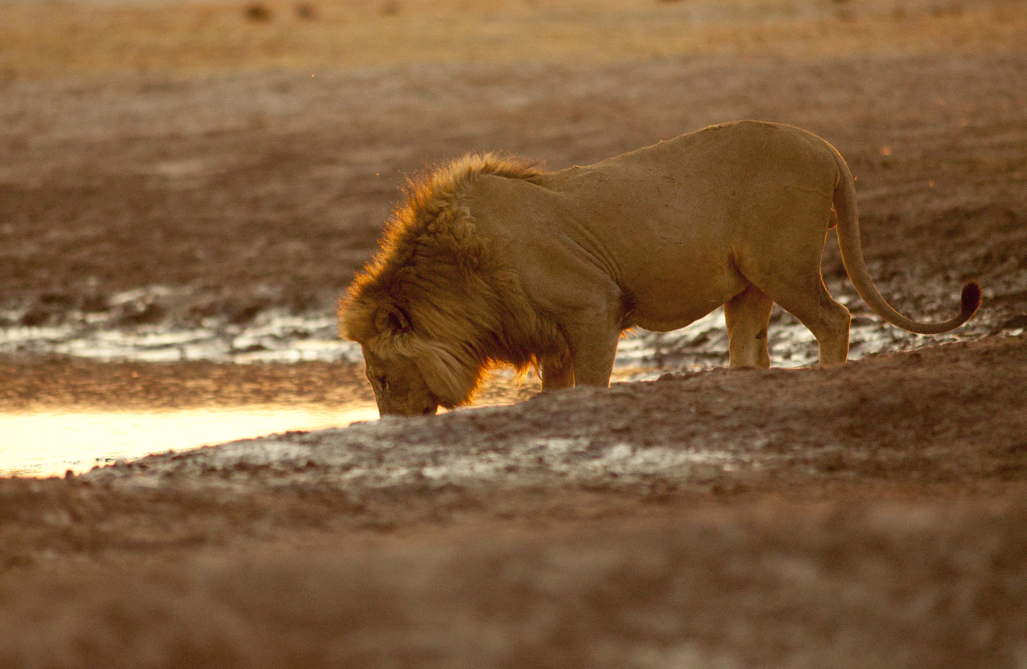 Canon EOS-1Ds + Canon EF 400mm f/2.8L sample photo. Golden delicious photography