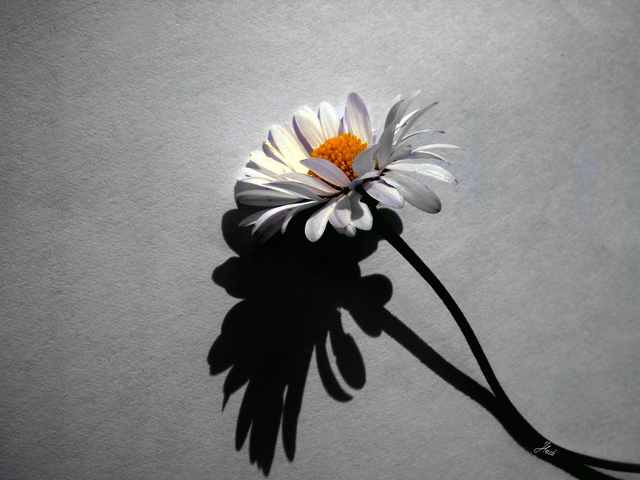 Sony DSC-T77 sample photo. Little daisy photography