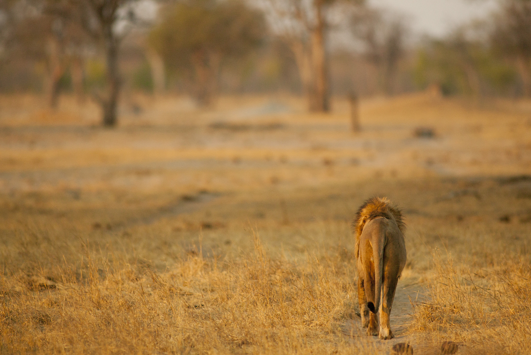 Canon EOS-1Ds + Canon EF 400mm f/2.8L sample photo. The lonely road photography
