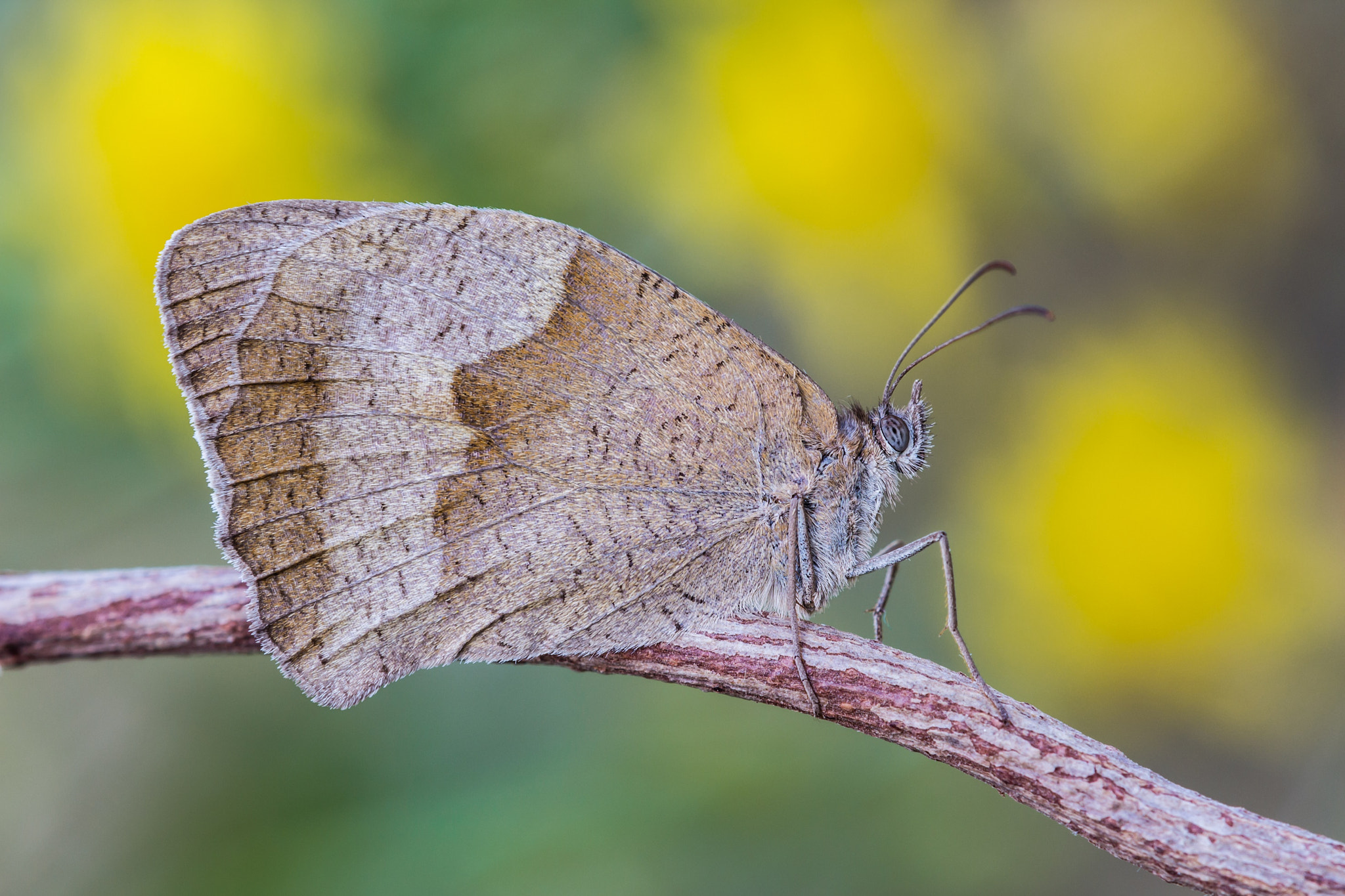 Tamron SP AF 180mm F3.5 Di LD (IF) Macro sample photo. Milady photography