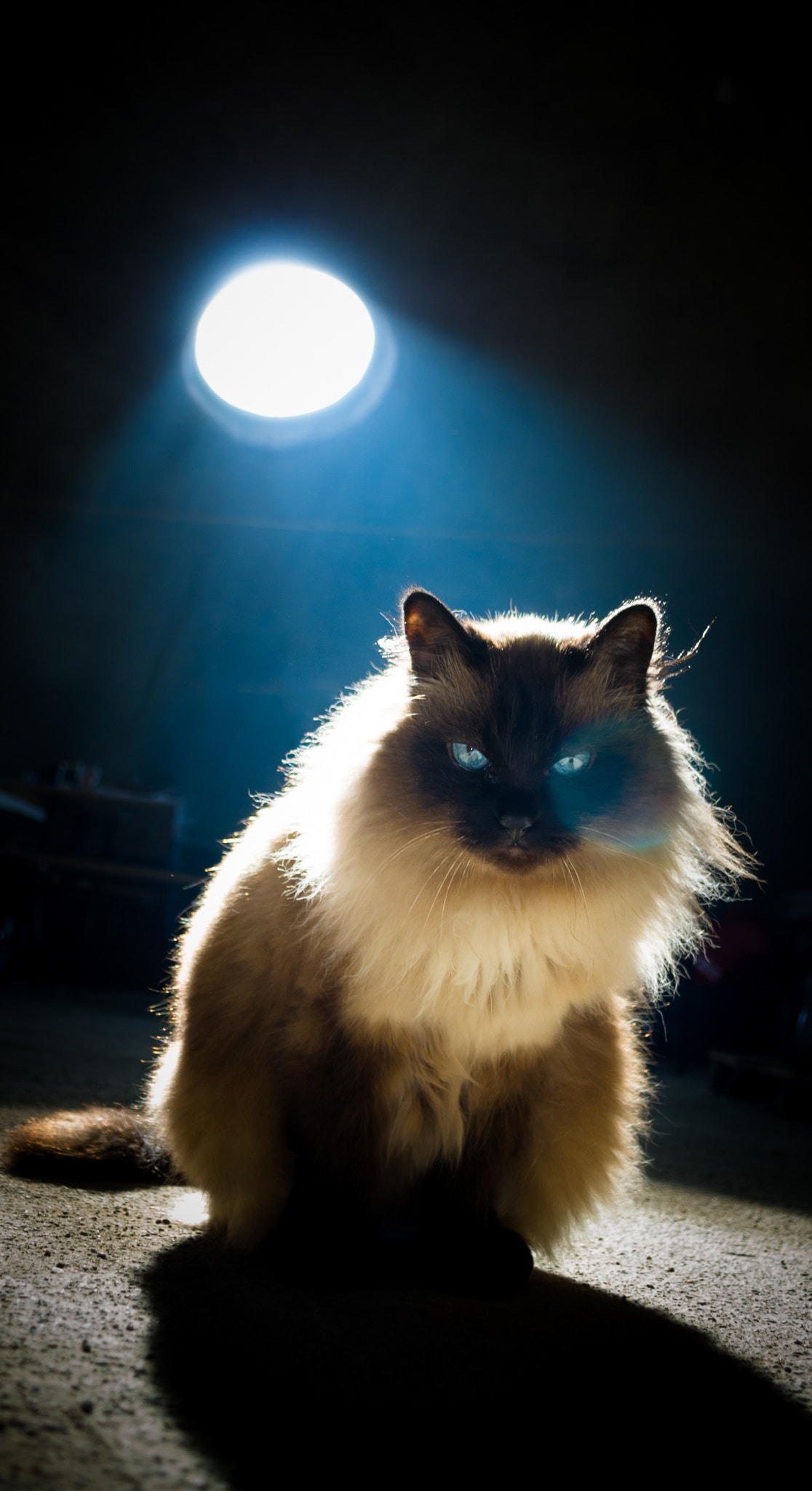 Birman cat in spotlight