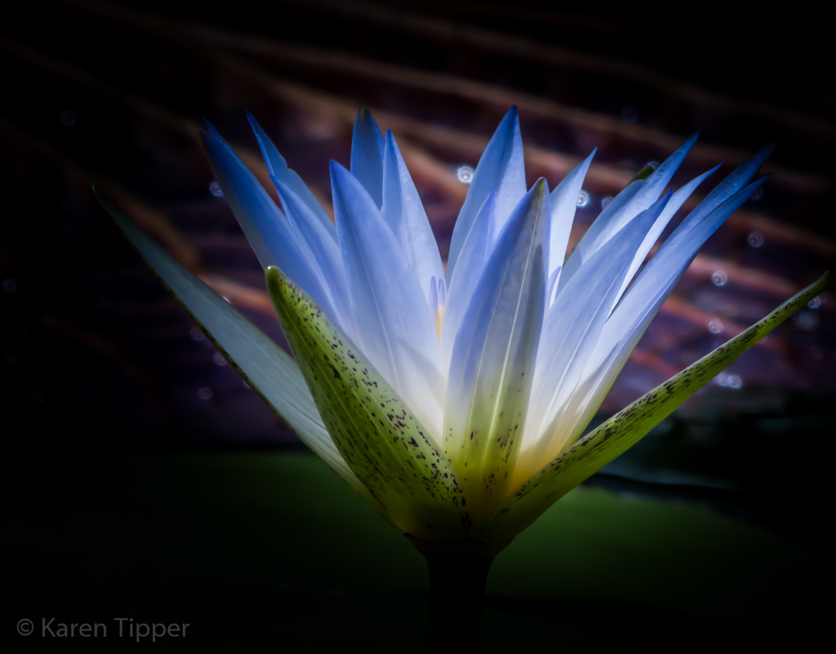 Leica V-Lux 4 sample photo. Blue egyptian water lily photography