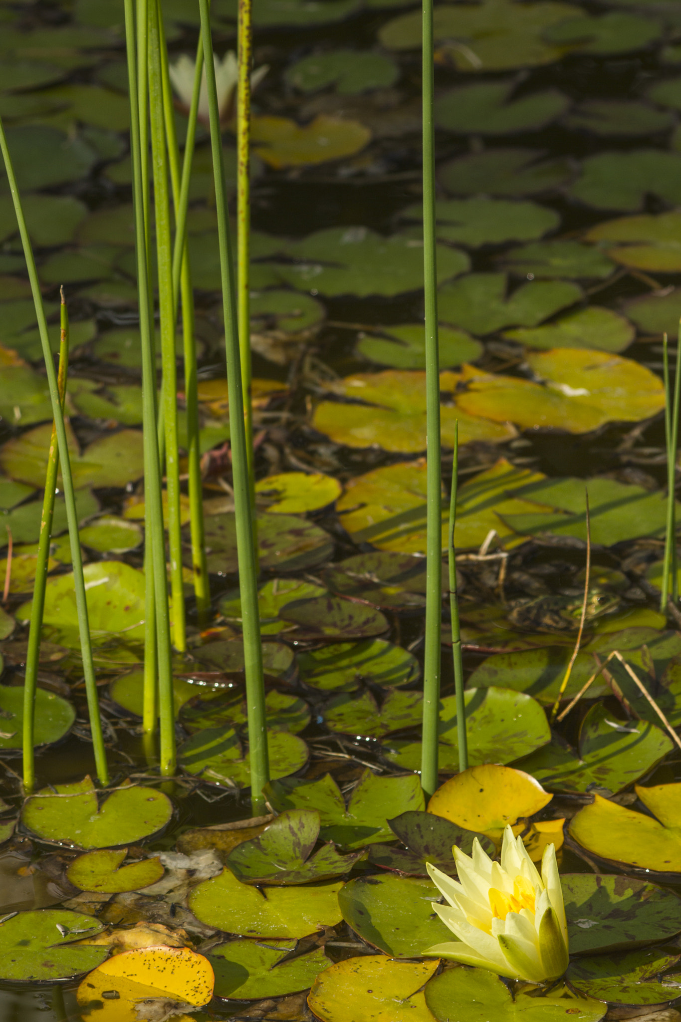 Canon EF 80-200mm f/4.5-5.6 USM sample photo. Water colours photography