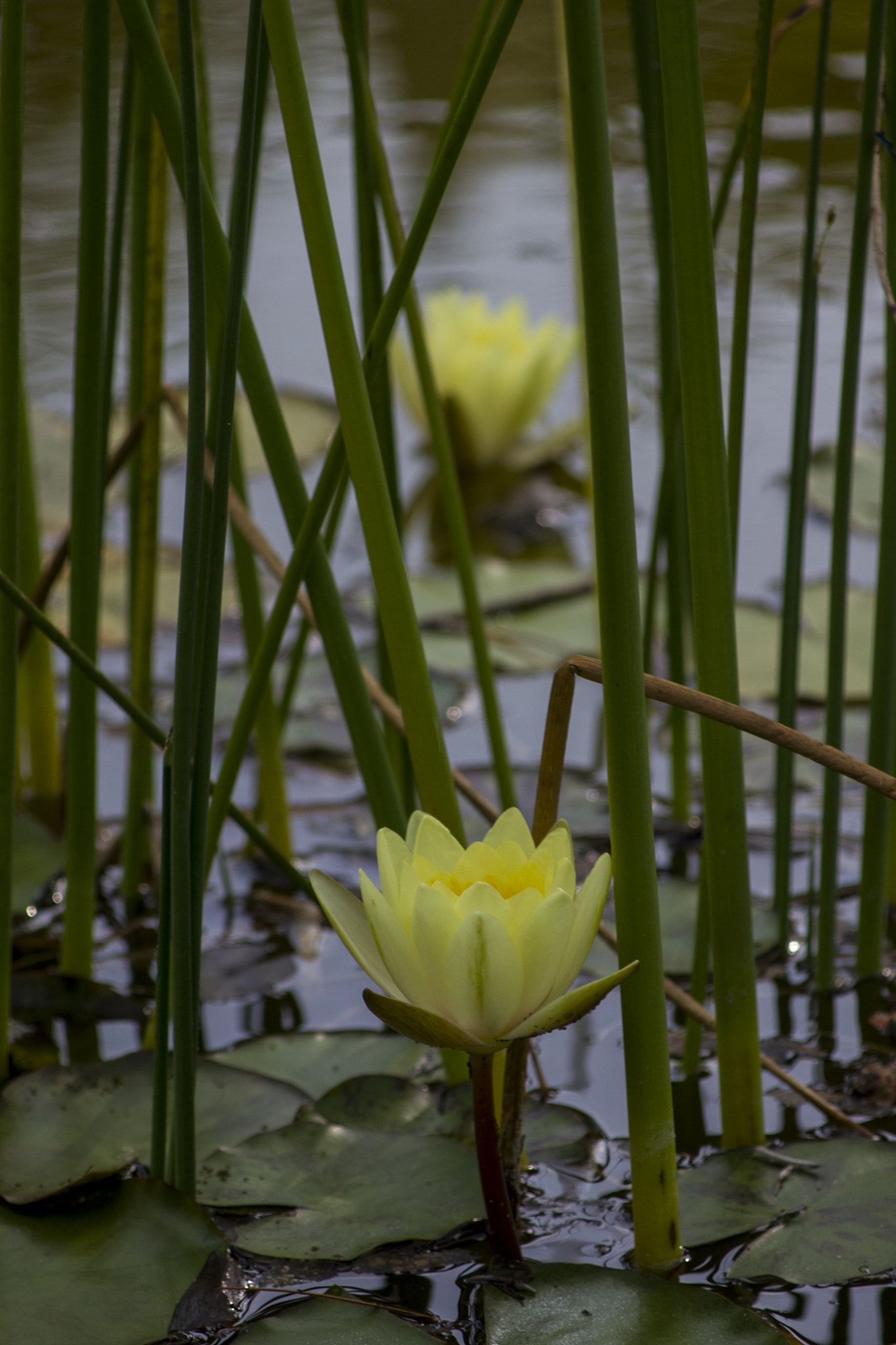 Canon EOS 550D (EOS Rebel T2i / EOS Kiss X4) + Canon EF 80-200mm f/4.5-5.6 USM sample photo. Water lilies photography