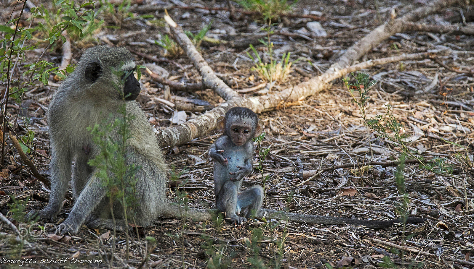 Tamron SP 150-600mm F5-6.3 Di VC USD sample photo. Mom with newborn baby.. photography