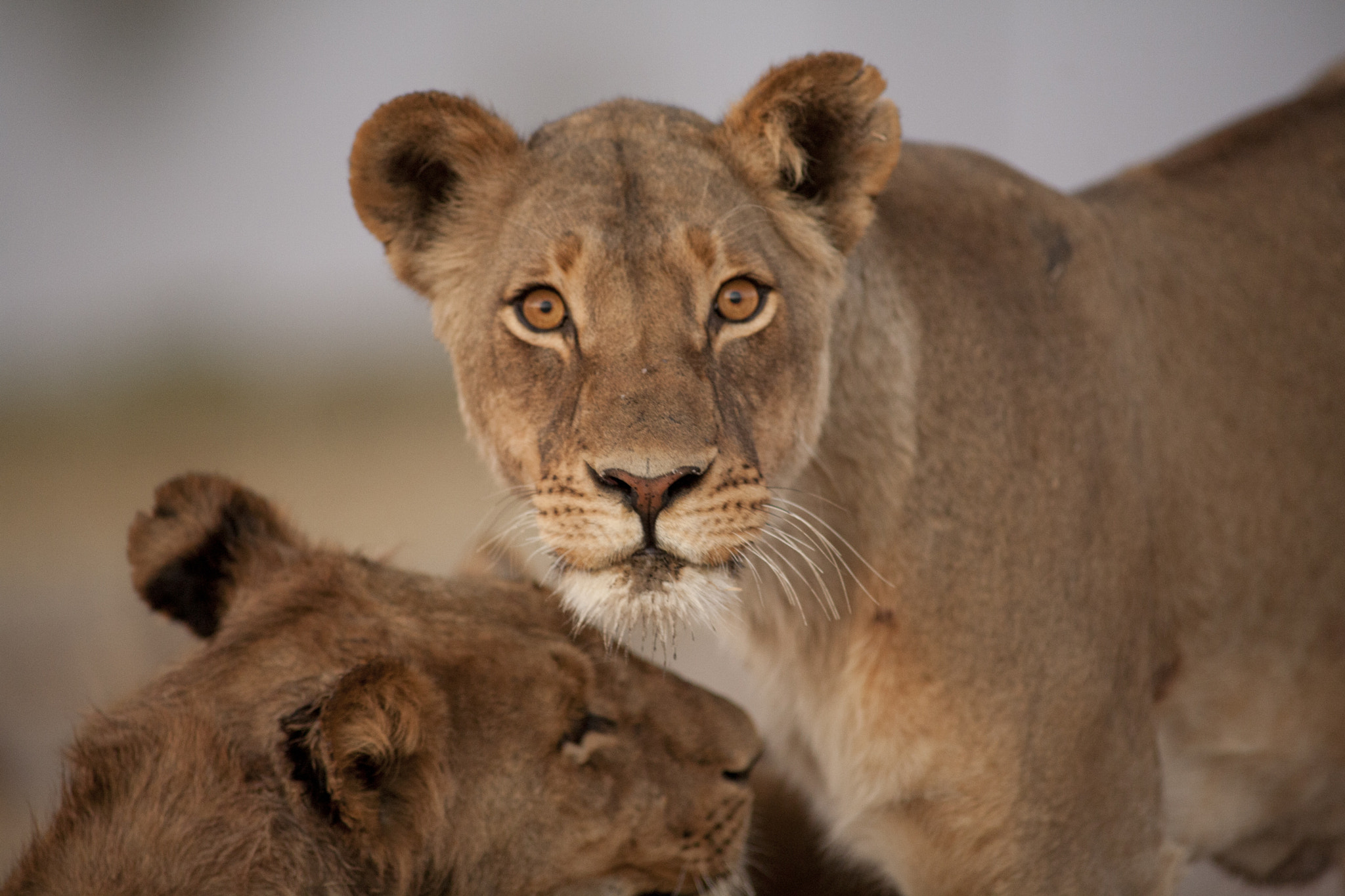 Canon EOS 5D + Canon EF 400mm f/2.8L sample photo. Staring you out photography