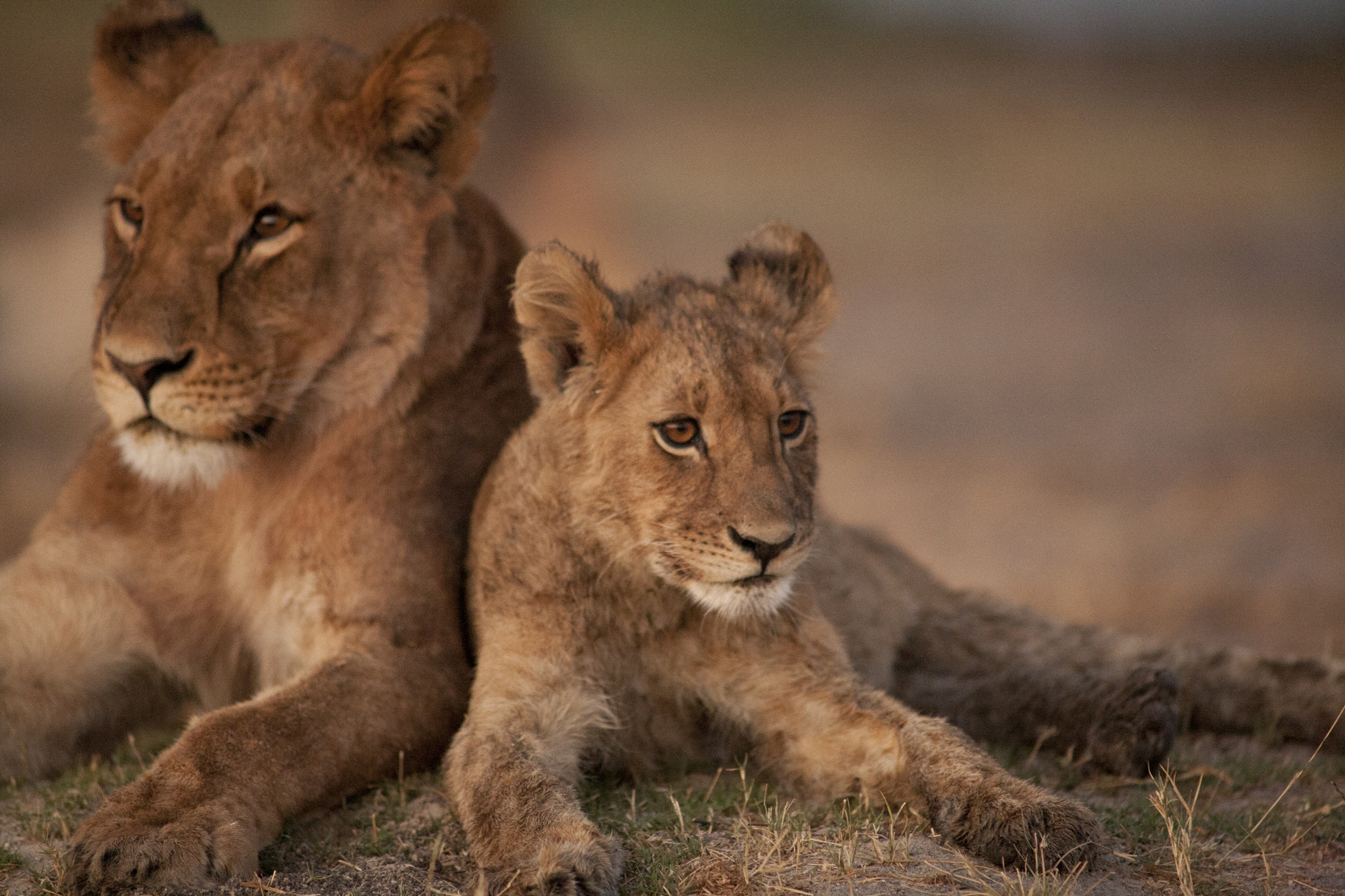Canon EOS 5D + Canon EF 400mm f/2.8L sample photo. Propping you up photography