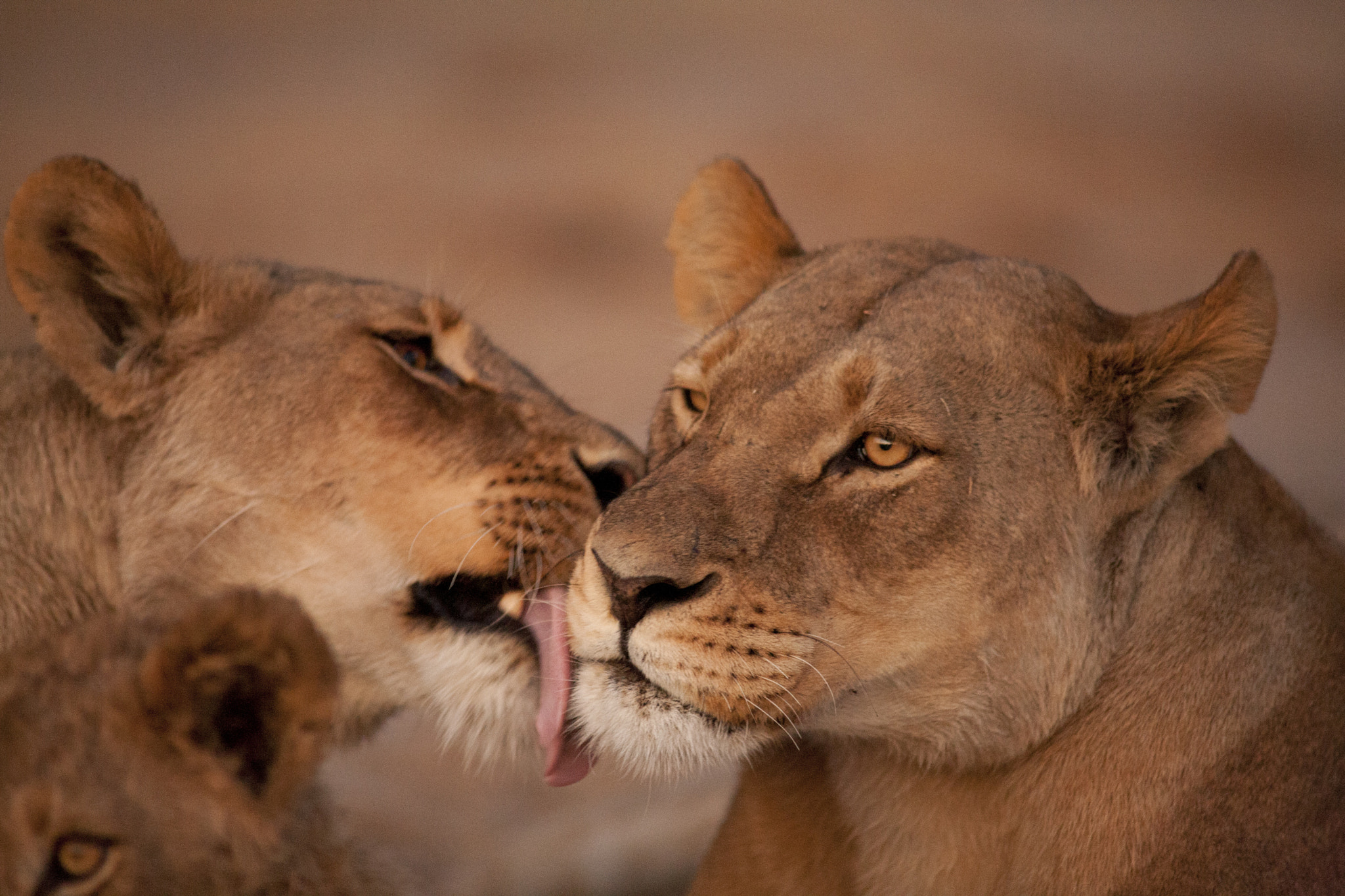 Canon EOS 5D + Canon EF 400mm f/2.8L sample photo. Oooooh! photography