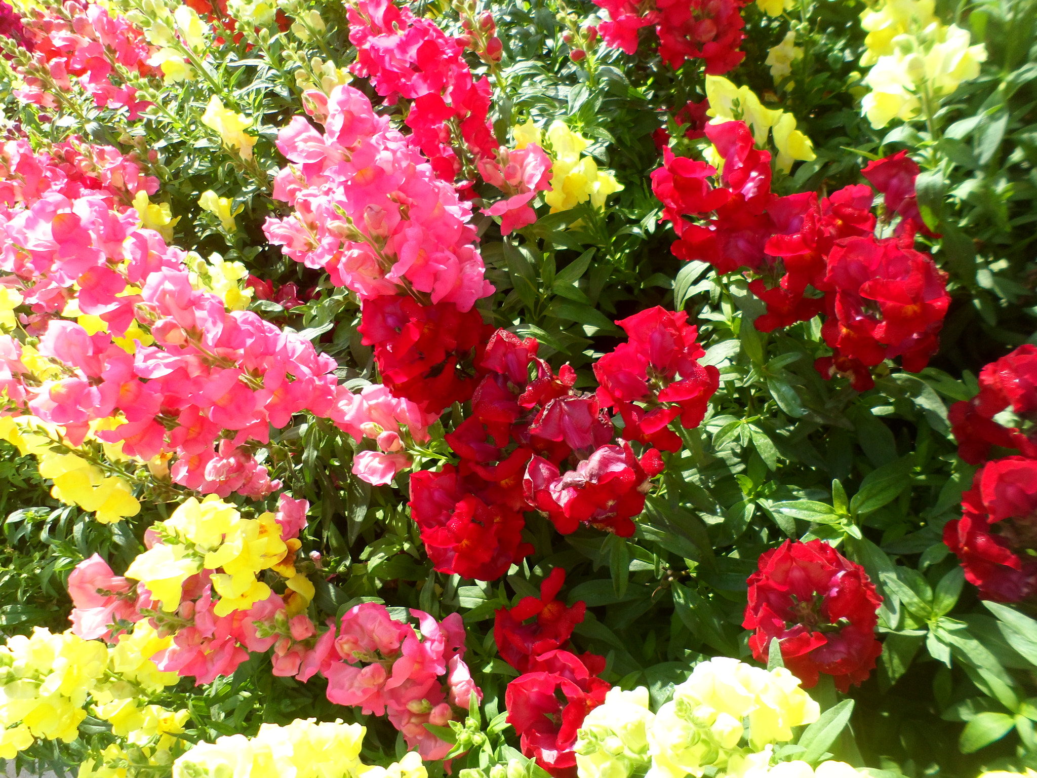 Samsung DV100 /  DV90 /  DV101 sample photo. 13135804954.jpg photography