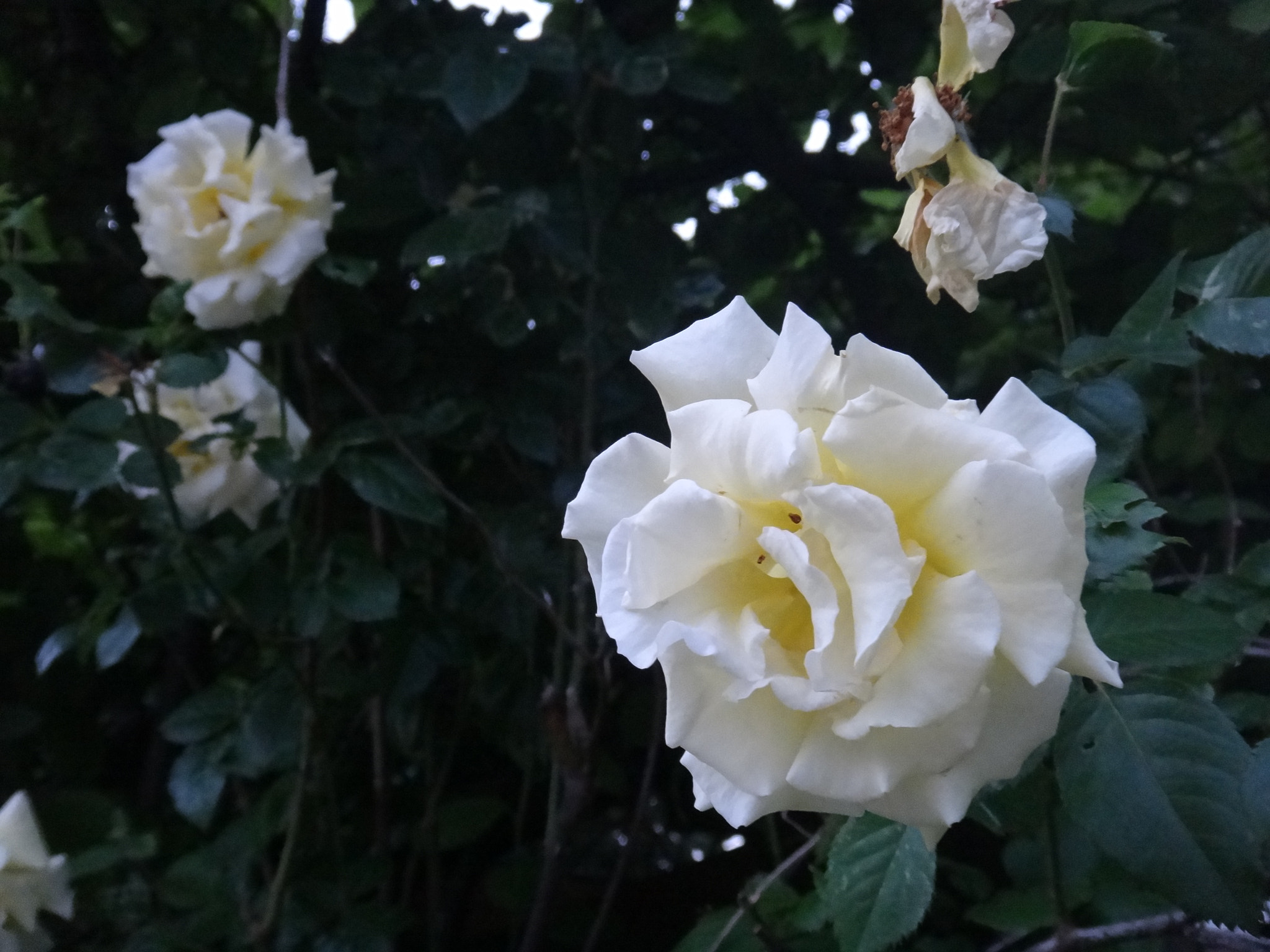 Sony Cyber-shot DSC-TX10 sample photo. 9804748286.jpg photography