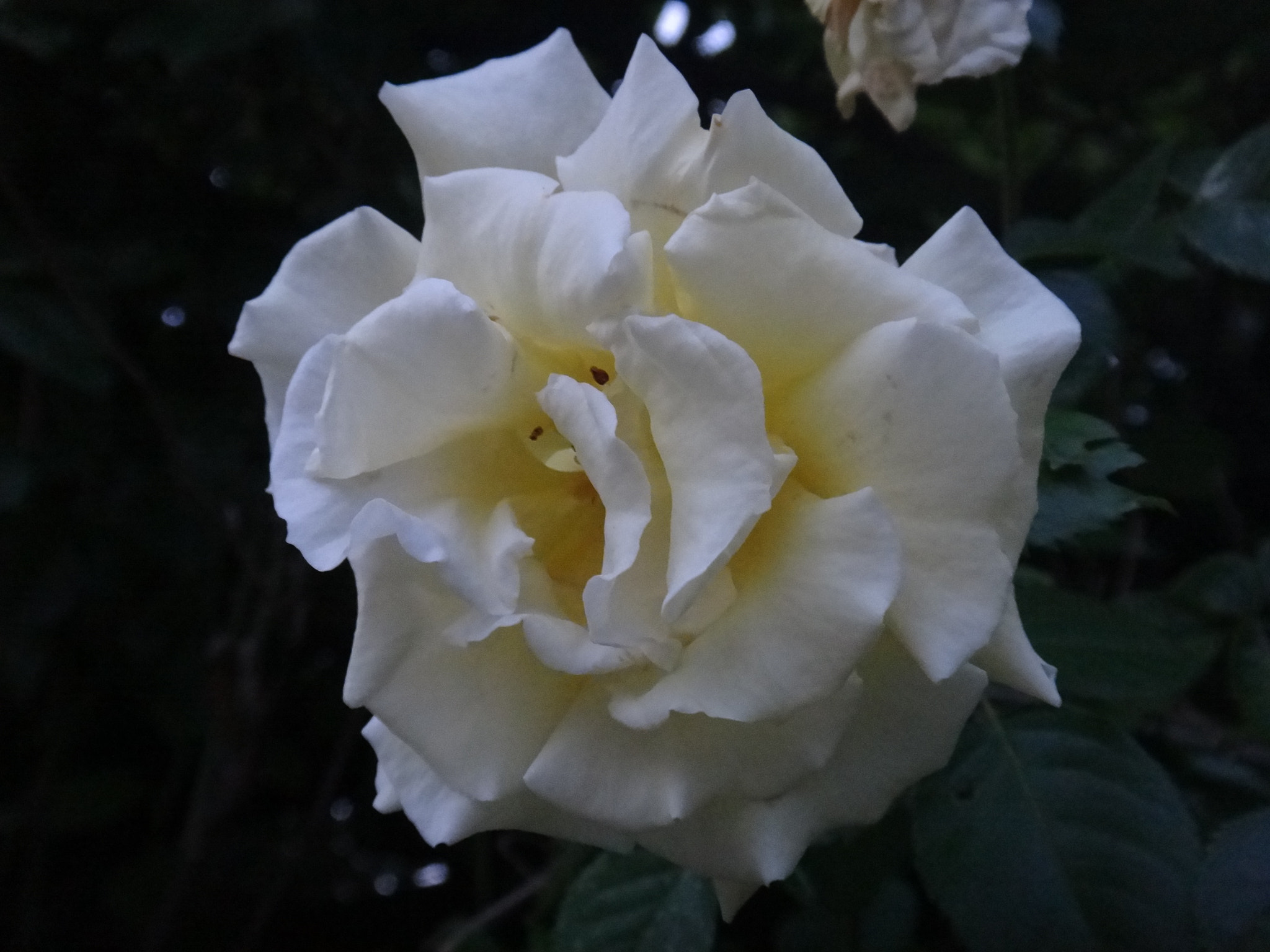 Sony Cyber-shot DSC-TX10 sample photo. 9804722255.jpg photography
