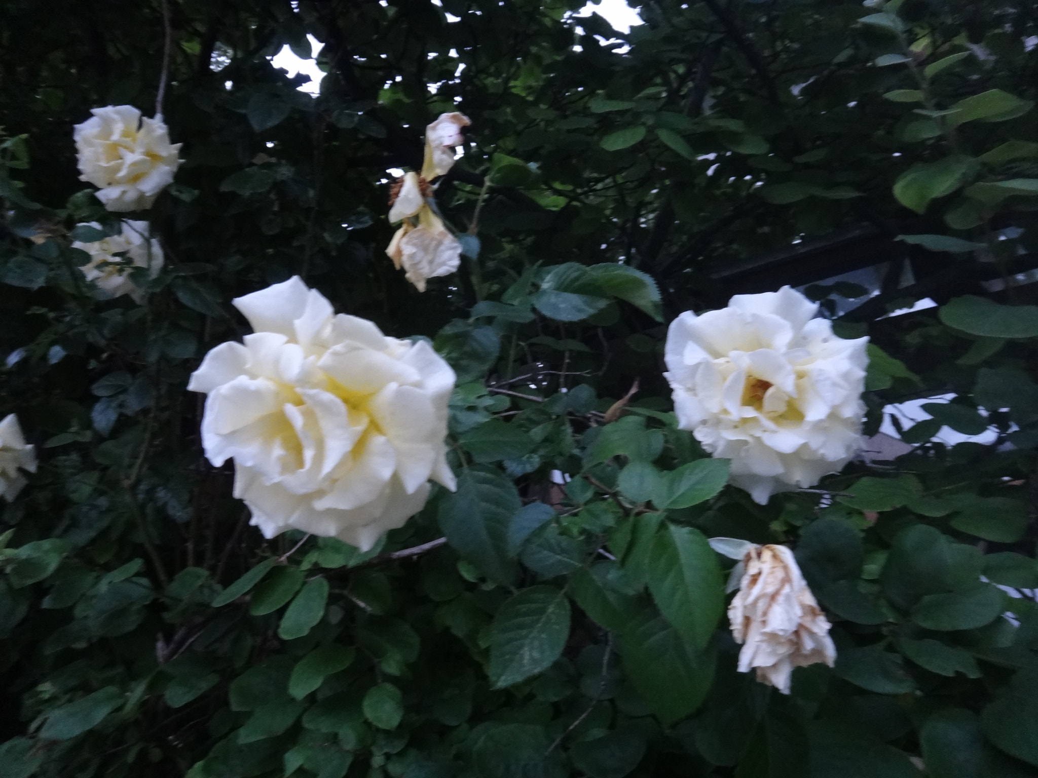 Sony Cyber-shot DSC-TX10 sample photo. 9804733945.jpg photography