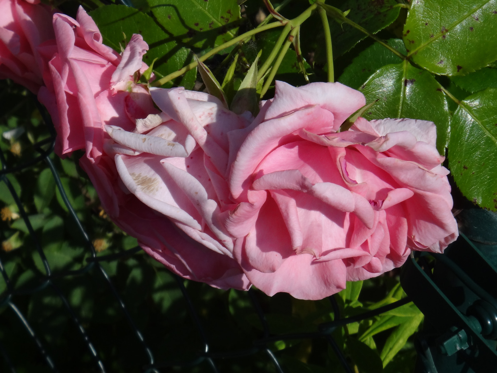 Sony Cyber-shot DSC-TX10 sample photo. 9804792556.jpg photography