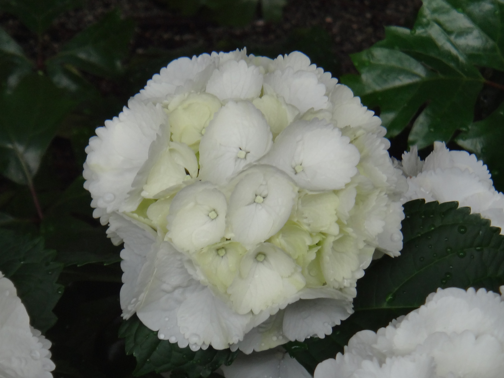 Sony Cyber-shot DSC-TX10 sample photo. 8633443533.jpg photography