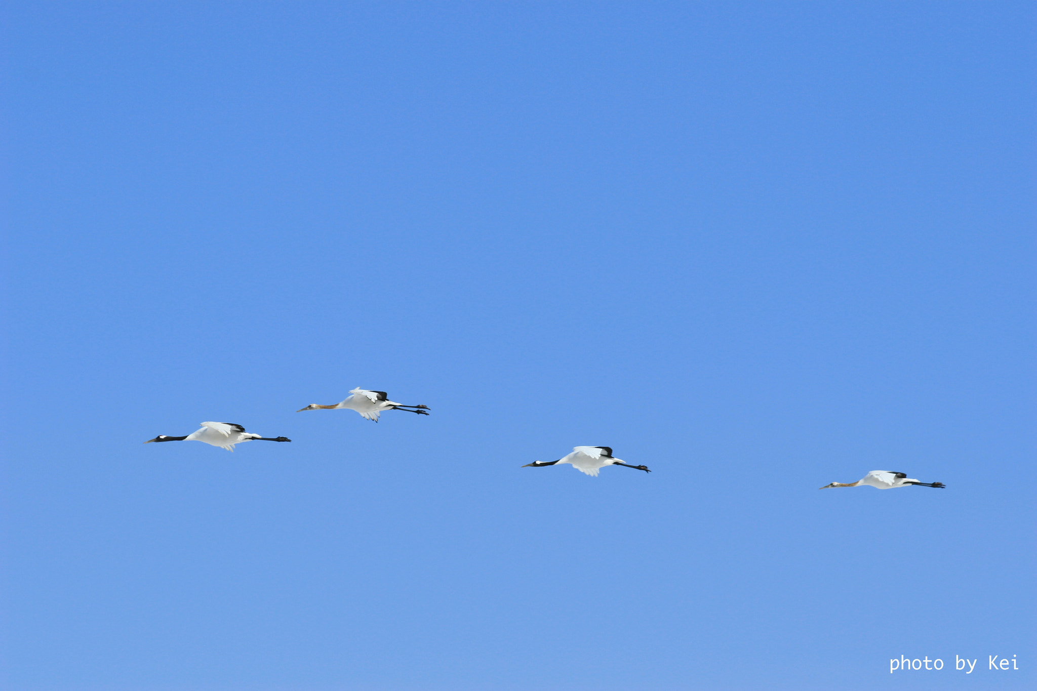 Canon EF 70-300mm F4-5.6 IS USM sample photo