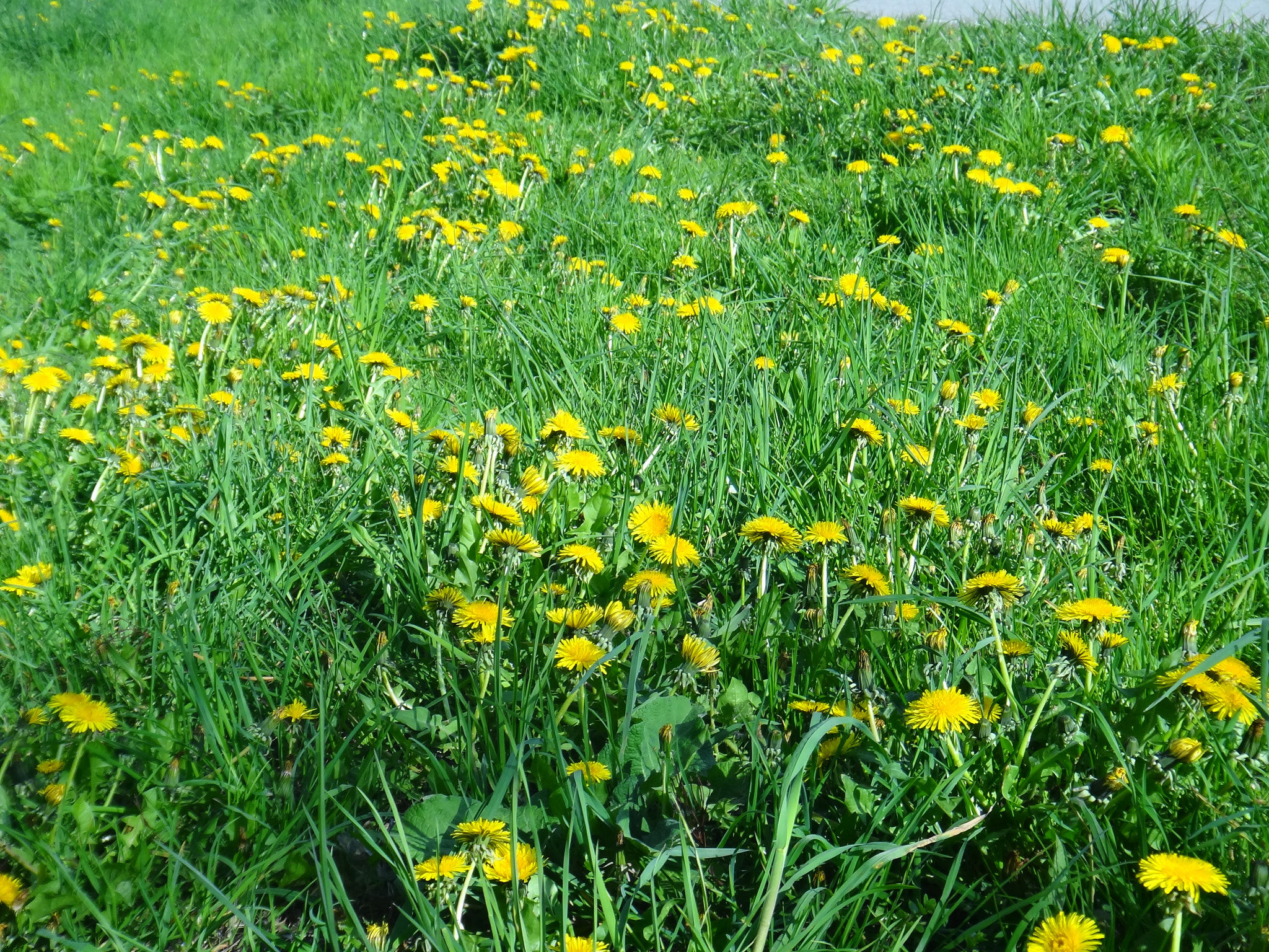 Sony Cyber-shot DSC-TX10 sample photo. 7118617553.jpg photography