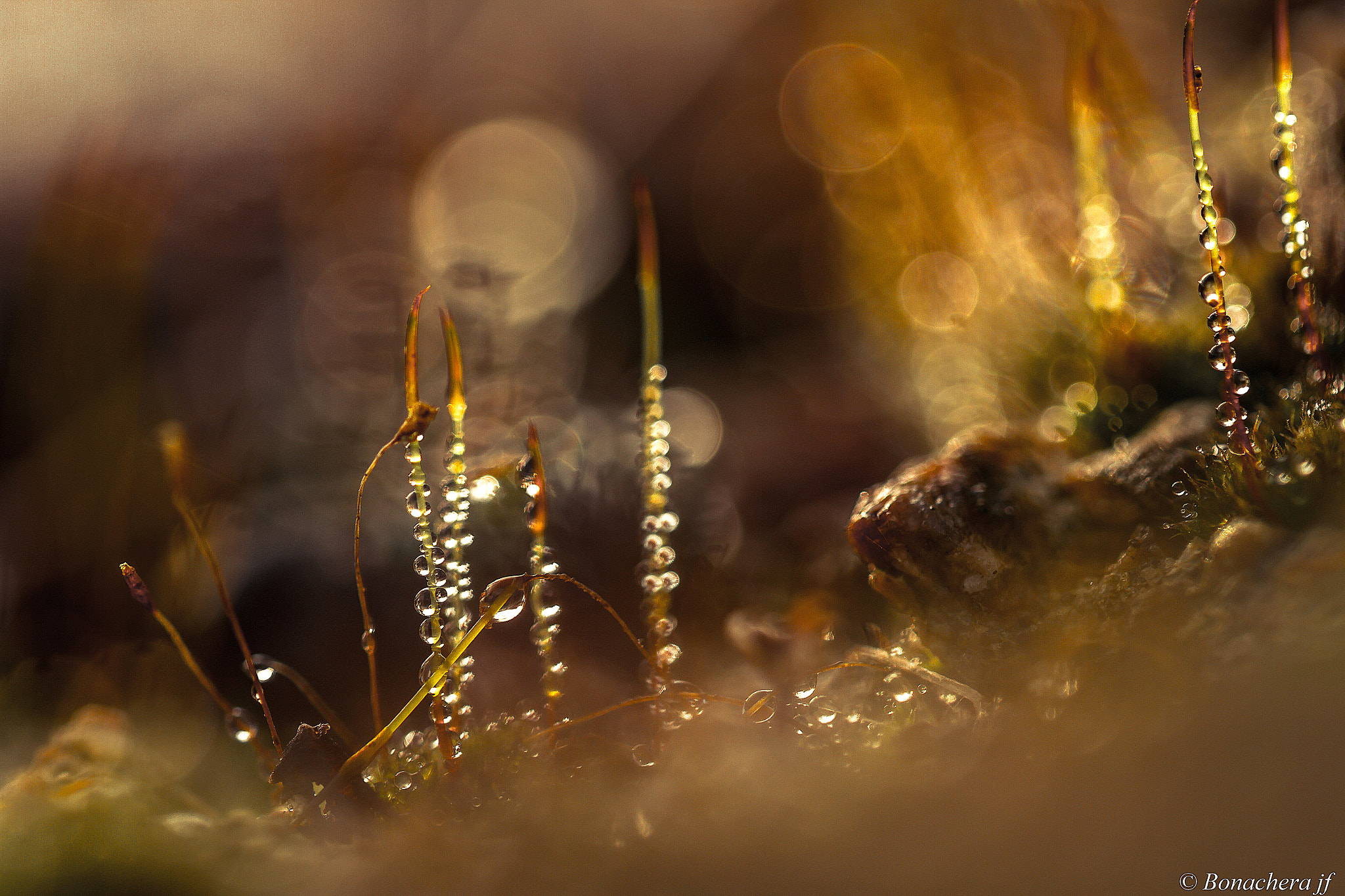 Sigma 150mm f/2.8 EX DG OS HSM APO Macro sample photo. Magic world! photography