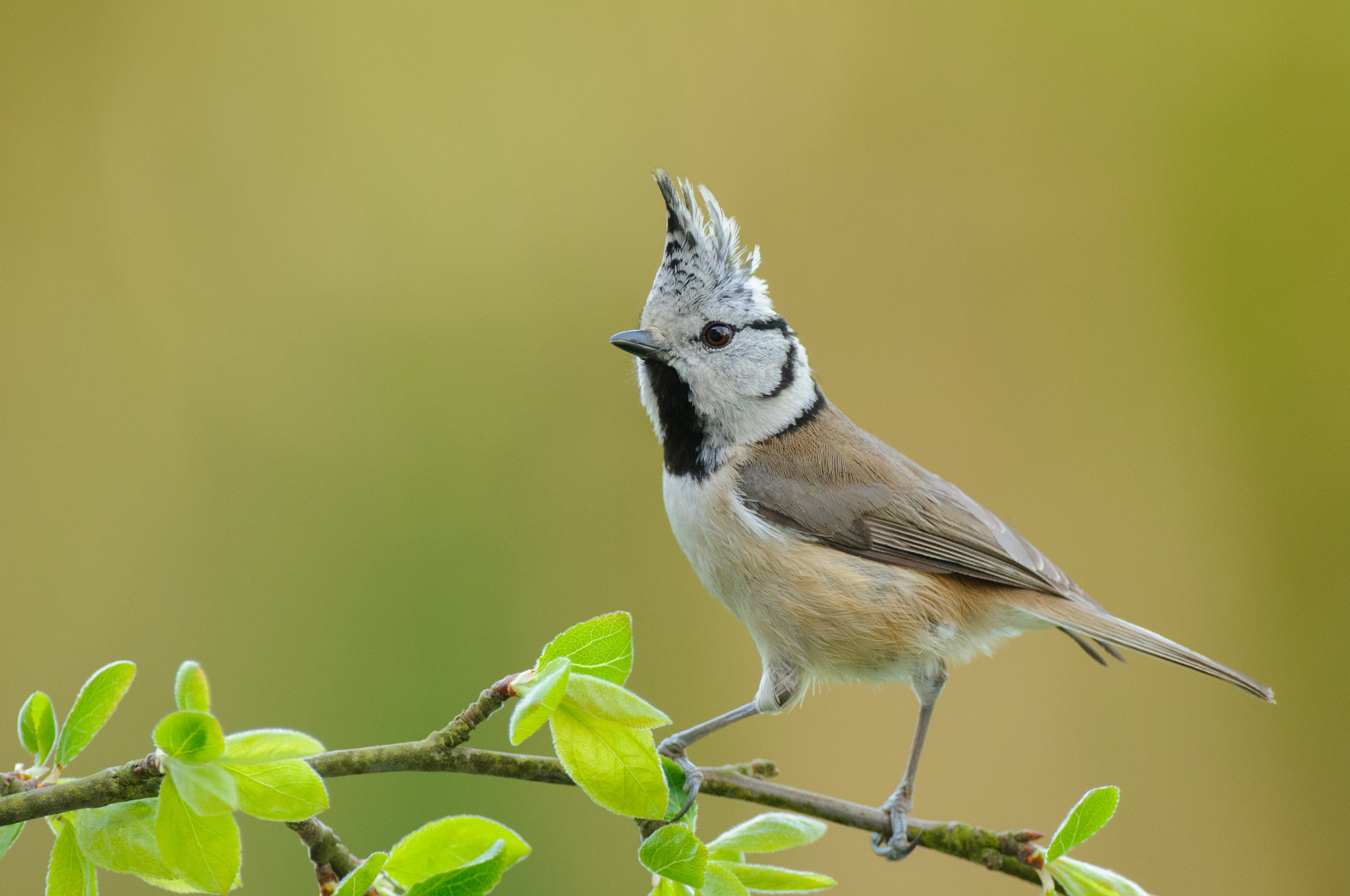 Nikon AF-S Nikkor 500mm F4D ED-IF II sample photo. Welcome to my garden photography