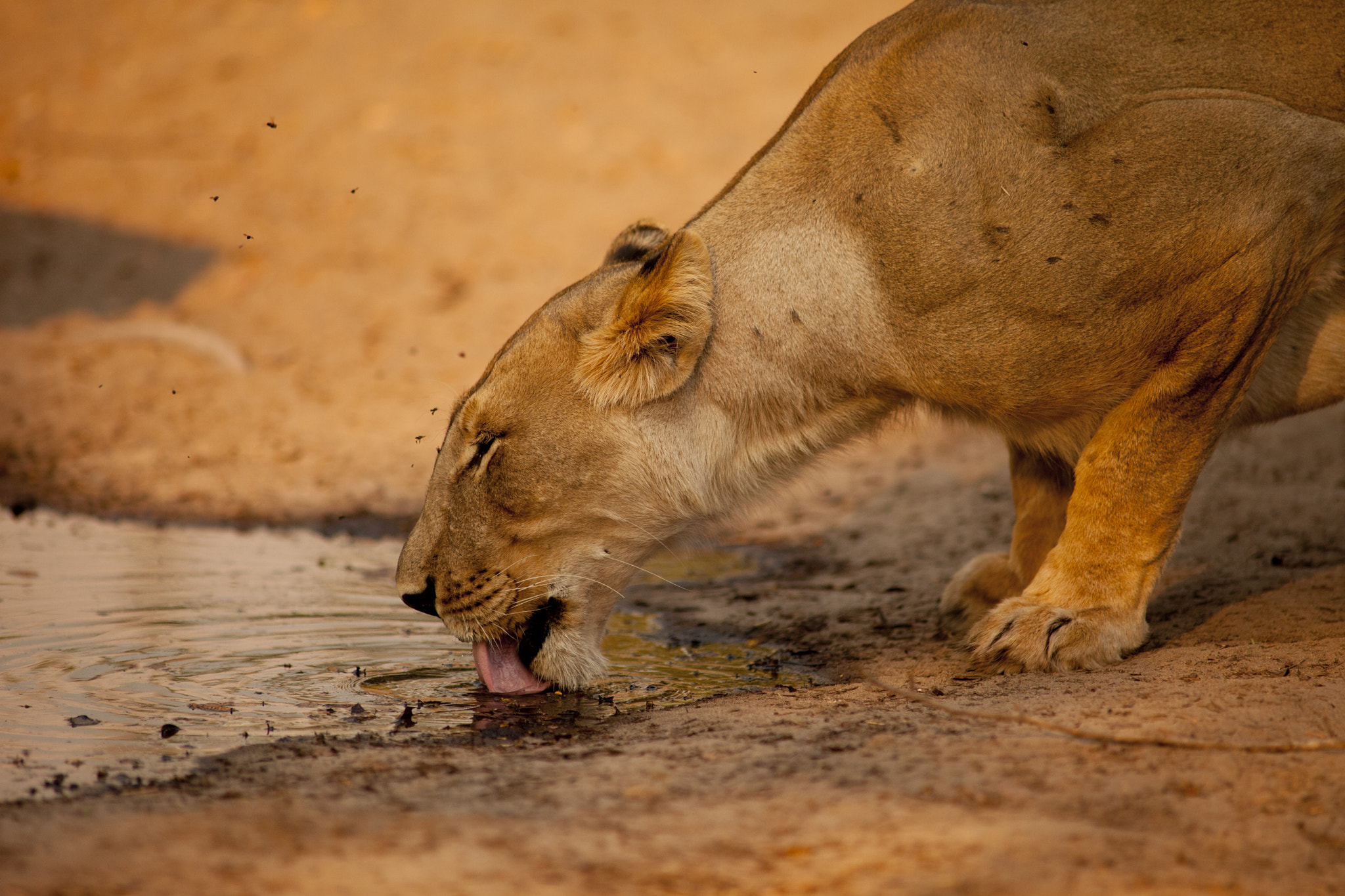 Canon EF 400mm f/2.8L sample photo. Sculptured perfection photography