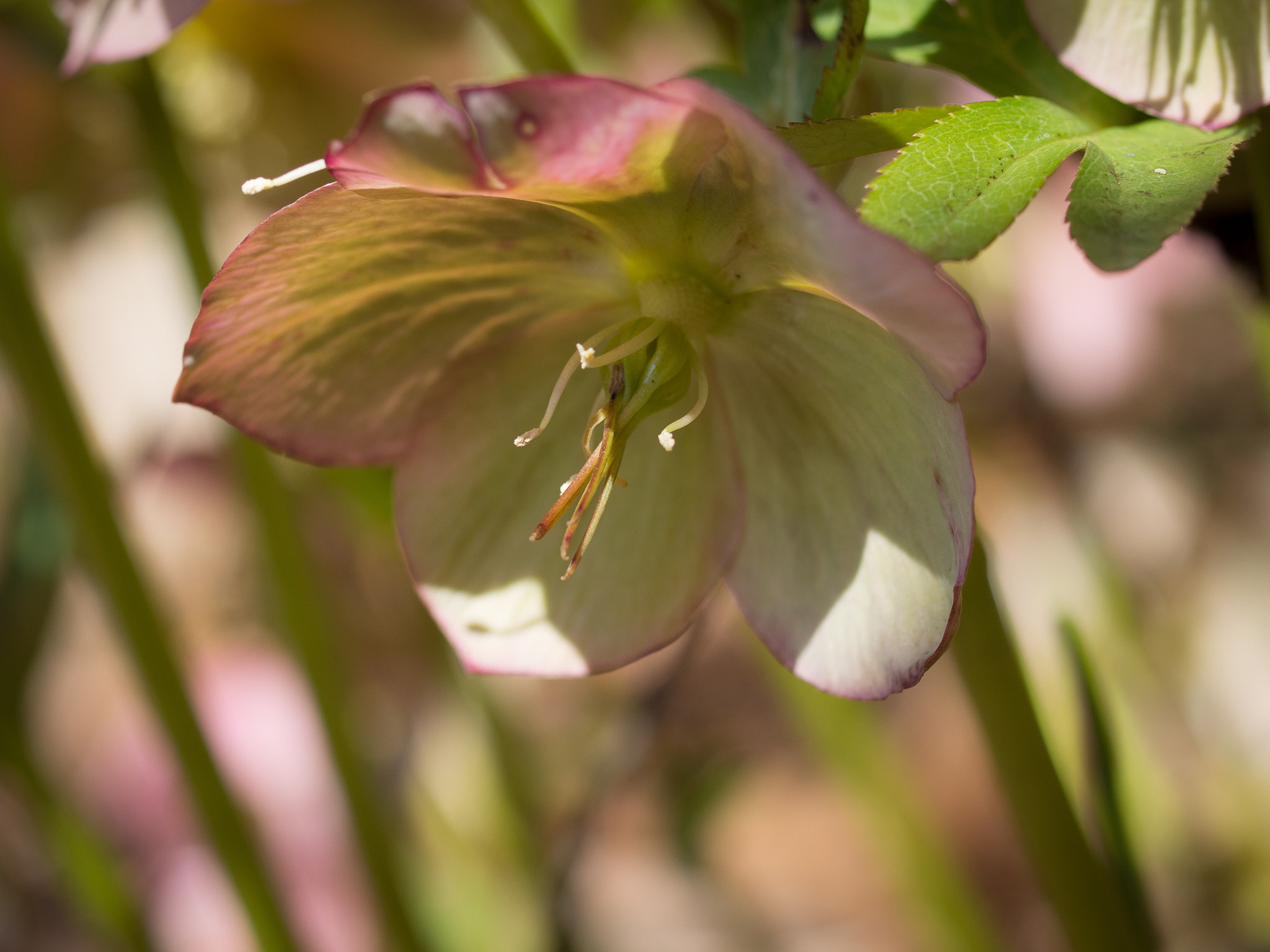 Olympus PEN E-PL5 + OLYMPUS 50mm Lens sample photo. Hellebore photography