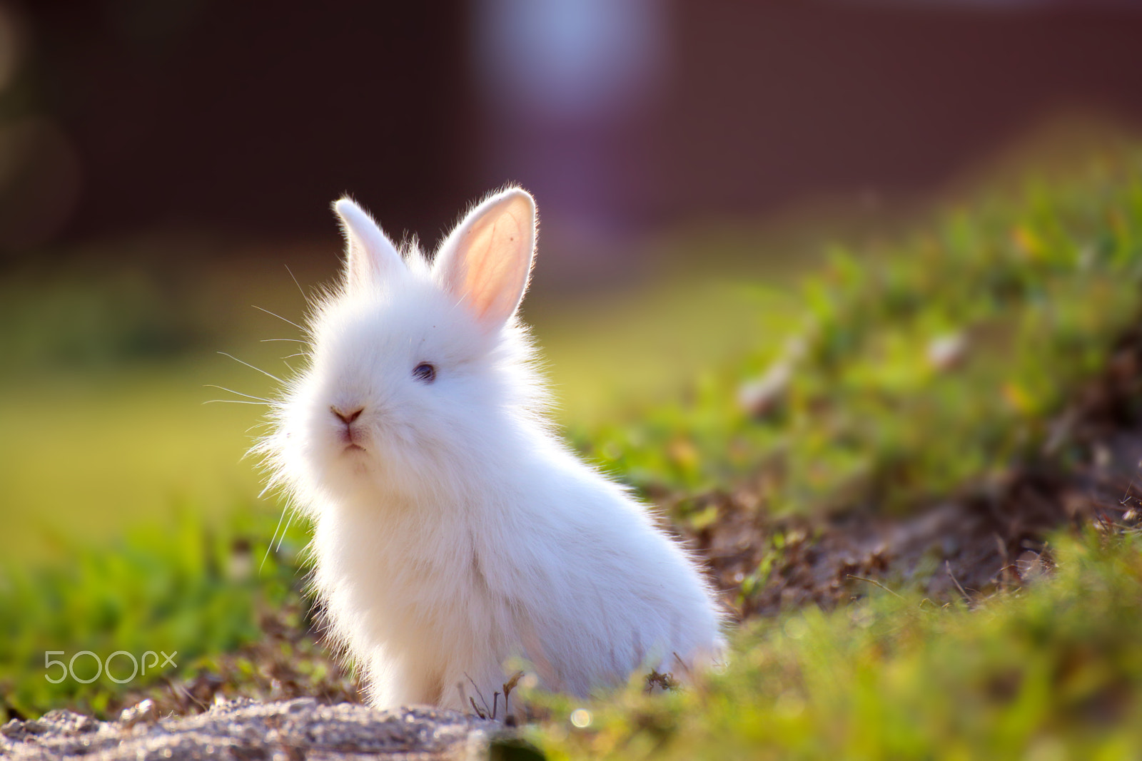 Canon EOS 7D Mark II + Tamron SP 70-300mm F4-5.6 Di VC USD sample photo. Little rabbit in hole. photography