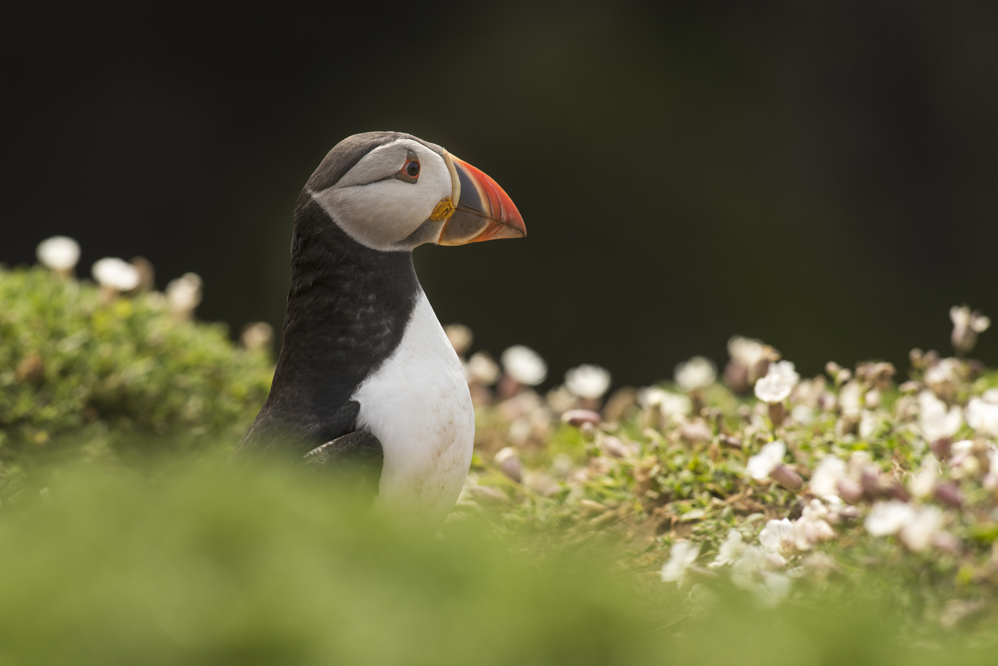 Nikon AF-S Nikkor 300mm F2.8G ED-IF VR sample photo. Puffin on skomer island photography
