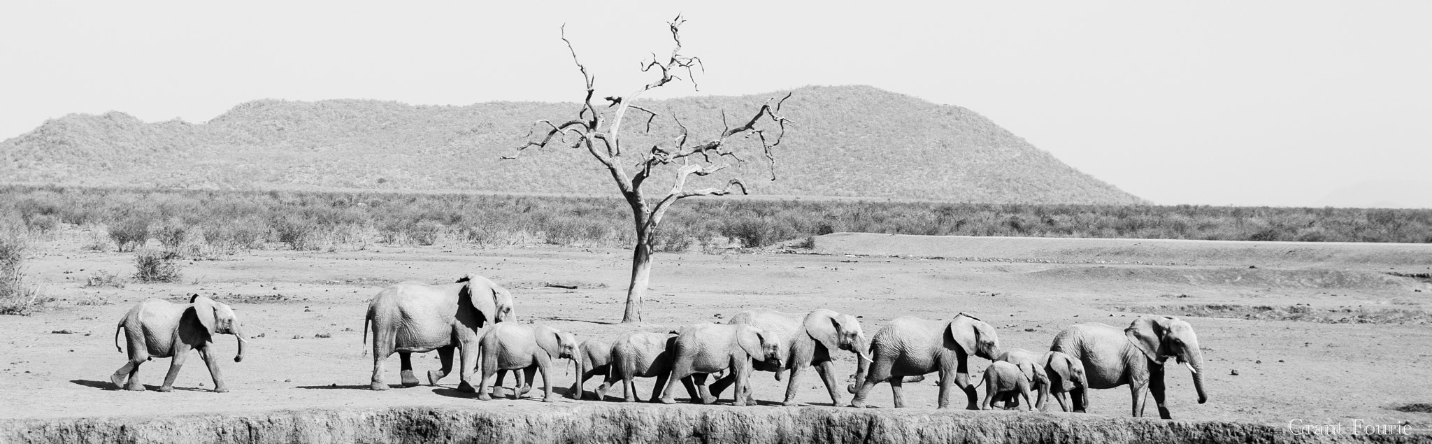 Sony Alpha DSLR-A350 + Tamron AF 28-105mm F4-5.6 [IF] sample photo. Elephant at dry water hole photography