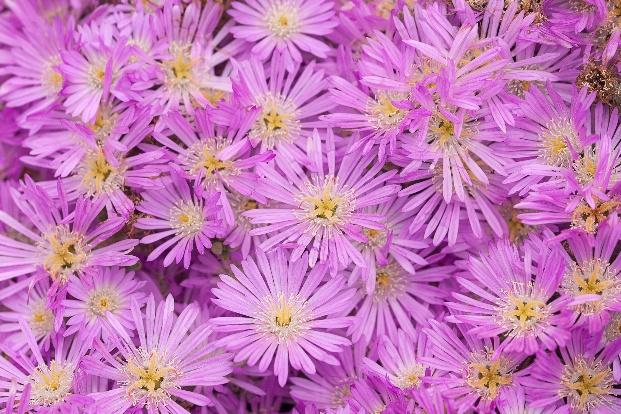 Canon EF 100mm F2.8L Macro IS USM sample photo. Drosanthemum floribundum photography