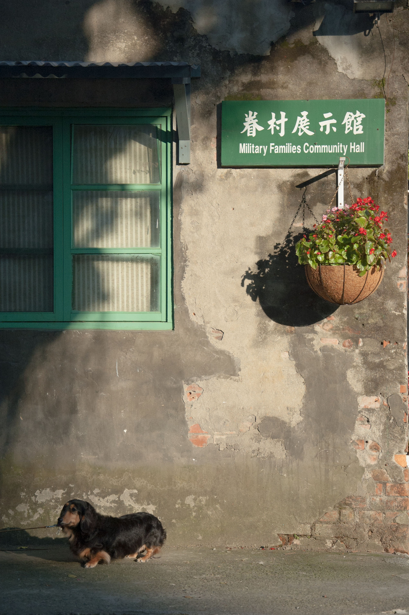 Nikon D70 sample photo. Dachshund photography