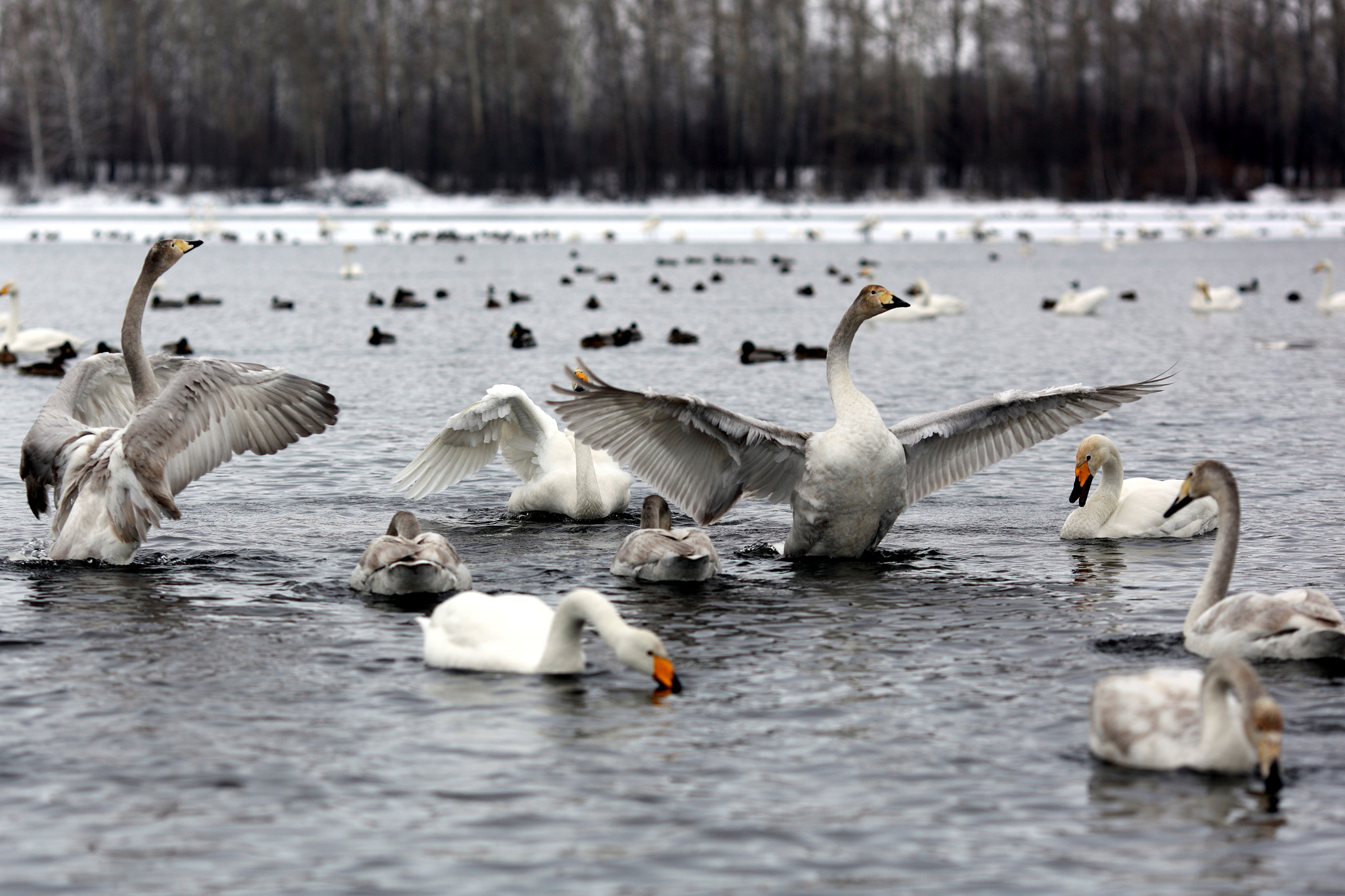Canon EF 135mm F2L USM sample photo. Dance of the swans photography