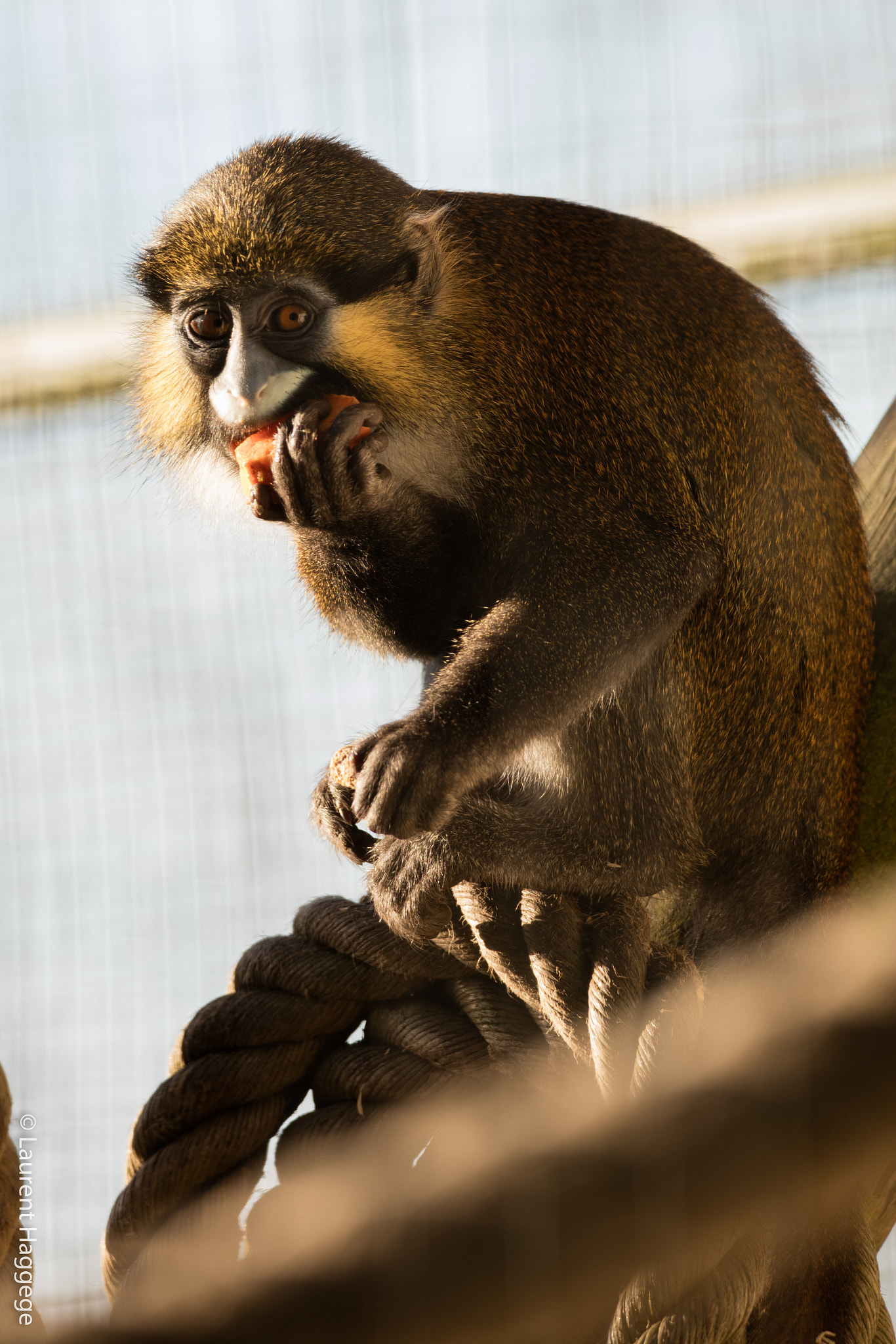 Sigma 150-600mm F5-6.3 DG OS HSM | C sample photo