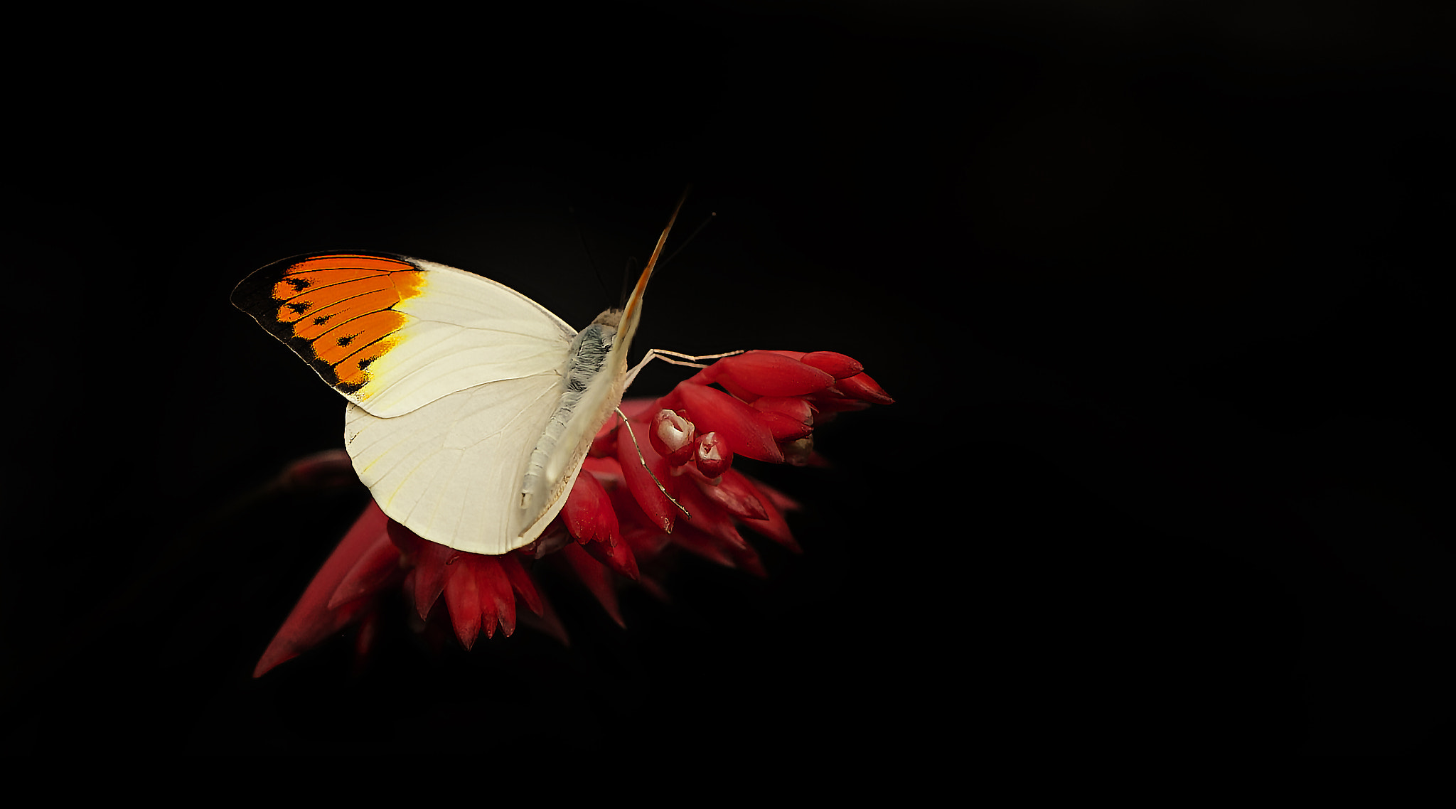 Canon EOS-1Ds Mark III sample photo. Orange tip photography