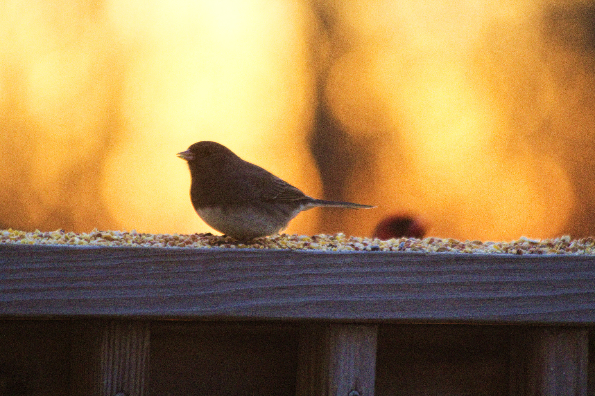 Canon EF 70-300mm F4-5.6 IS USM sample photo. Bird at sunrise photography