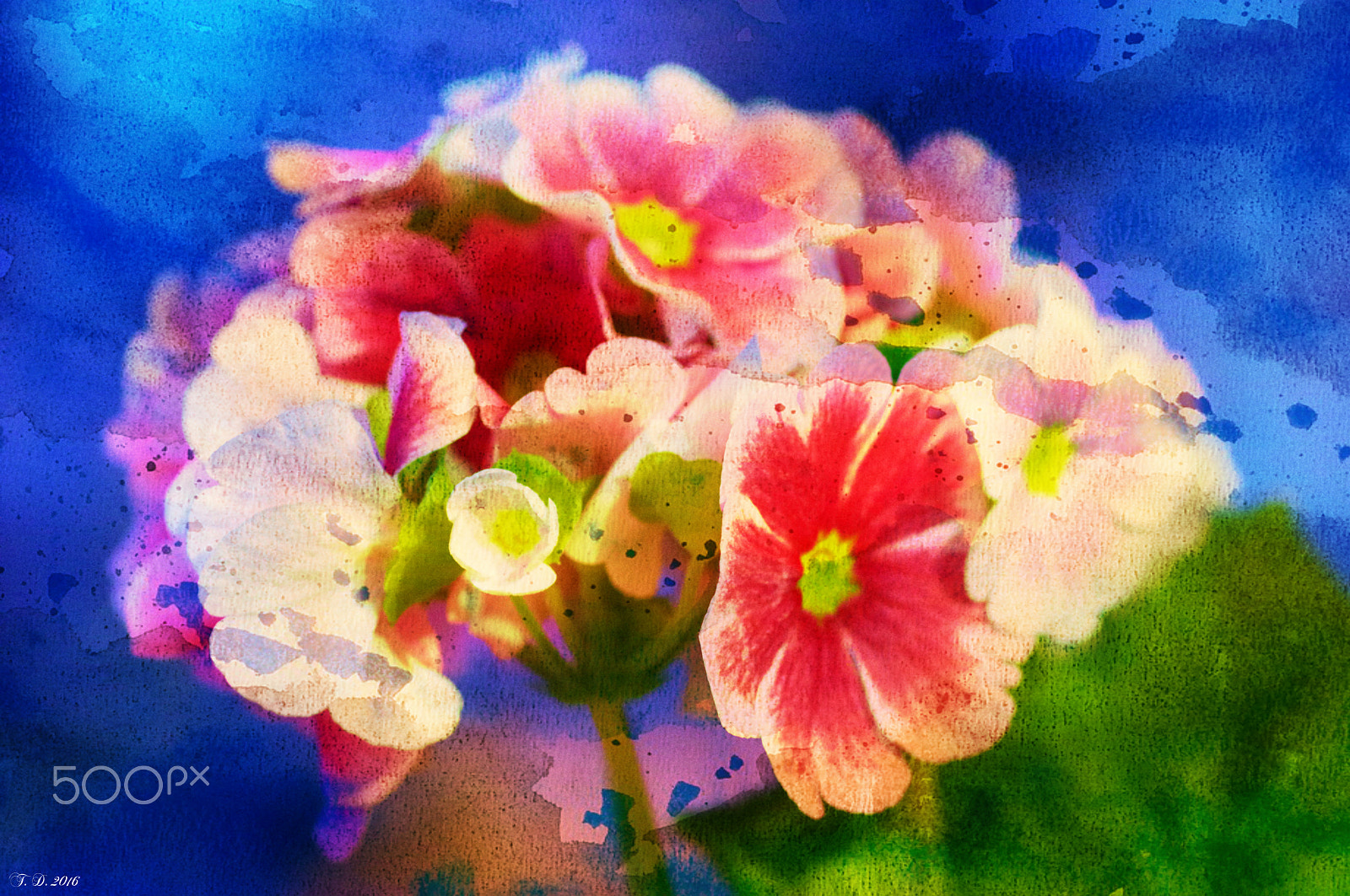 Pentax smc D-FA 100mm F2.8 macro sample photo. Watercolor.. photography