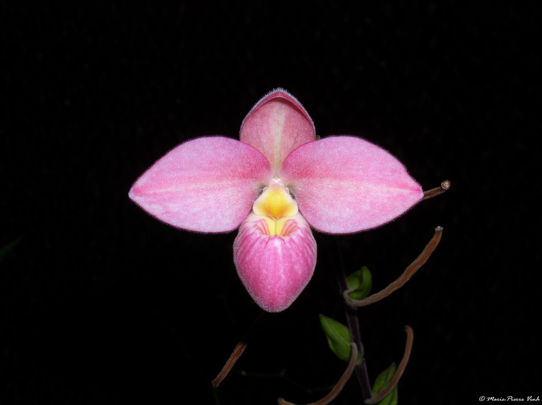 Olympus C4100Z,C4000Z sample photo. Phragmipedium hybrid photography