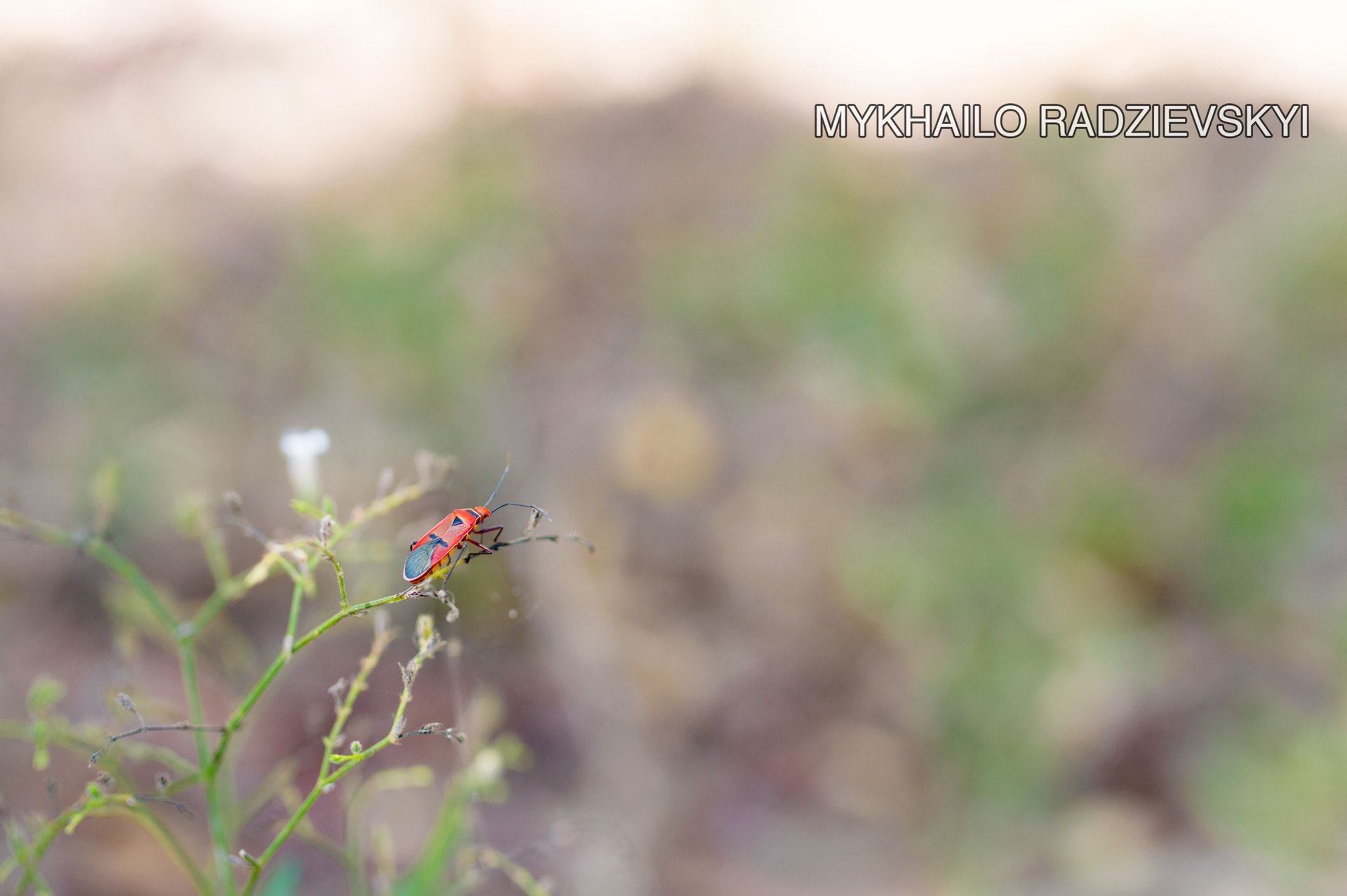 Nikon D3200 + Sigma 35mm F1.4 DG HSM Art sample photo. Pyrrhocoris apterus, lombok, indonesia photography