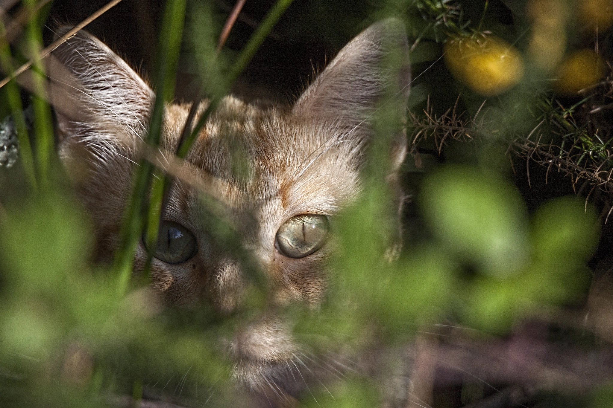 Tamron SP 150-600mm F5-6.3 Di VC USD sample photo. O cazador (the hunter) photography