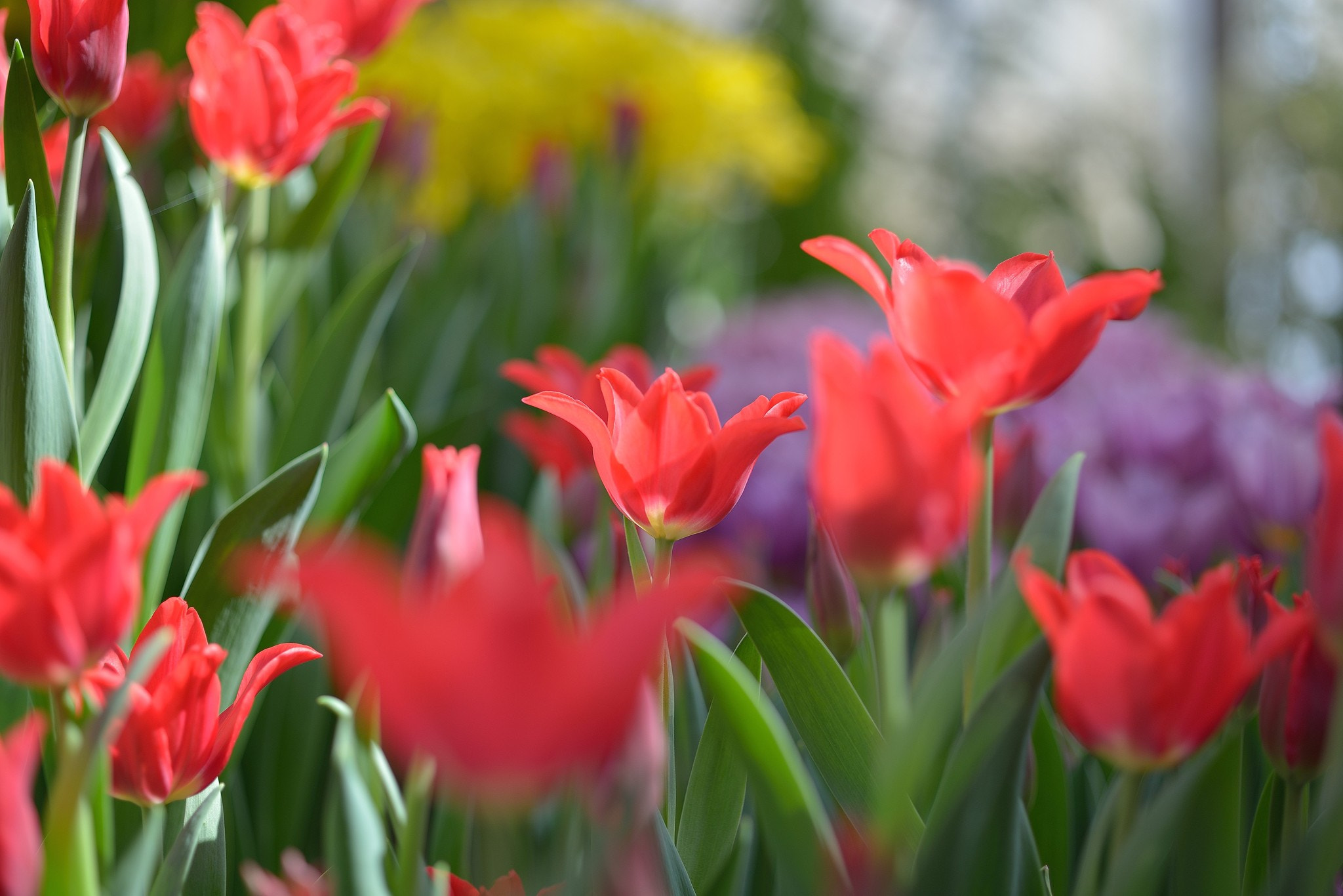 Nikon D800 + ZEISS Makro-Planar T* 50mm F2 sample photo. Color photography