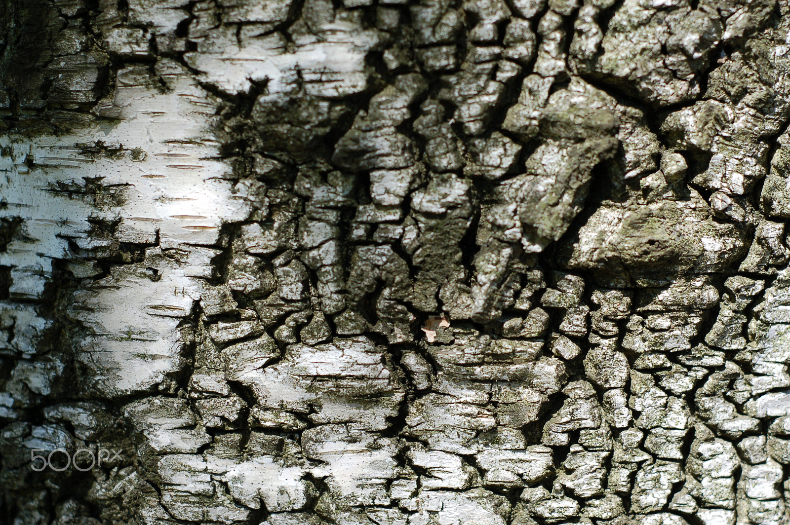 Nikon D50 + AF Nikkor 50mm f/1.8 sample photo. Tree bark photography