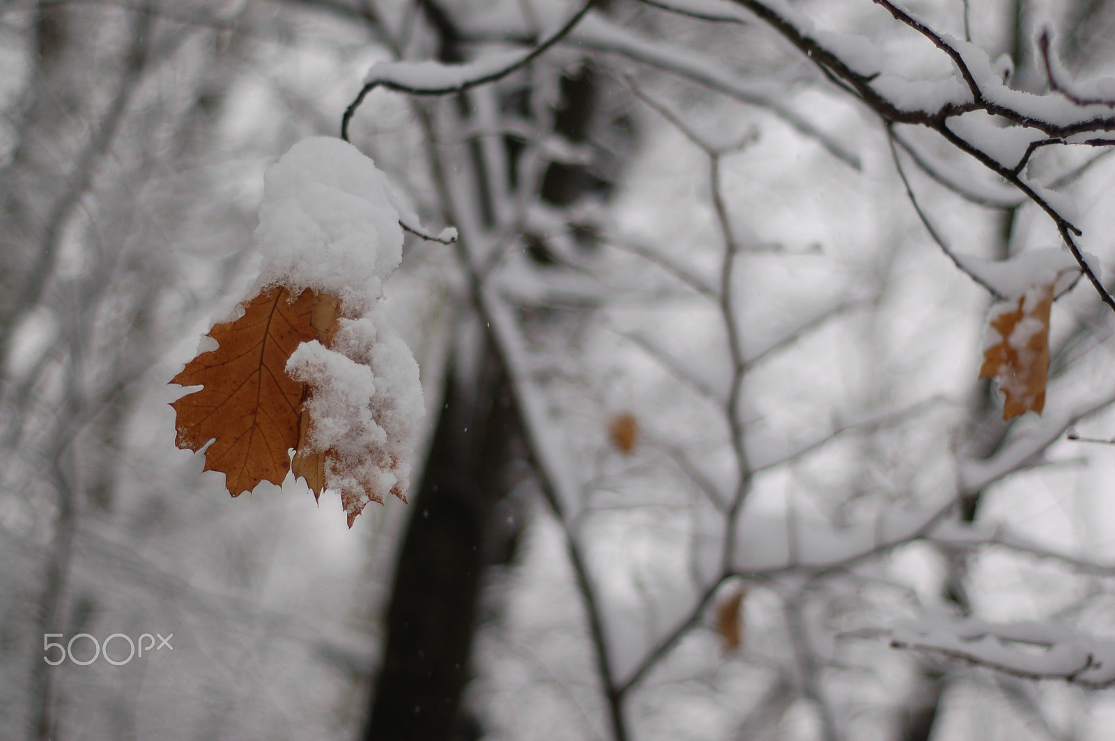 Nikon D50 + AF Nikkor 50mm f/1.8 sample photo. Snow blanket photography