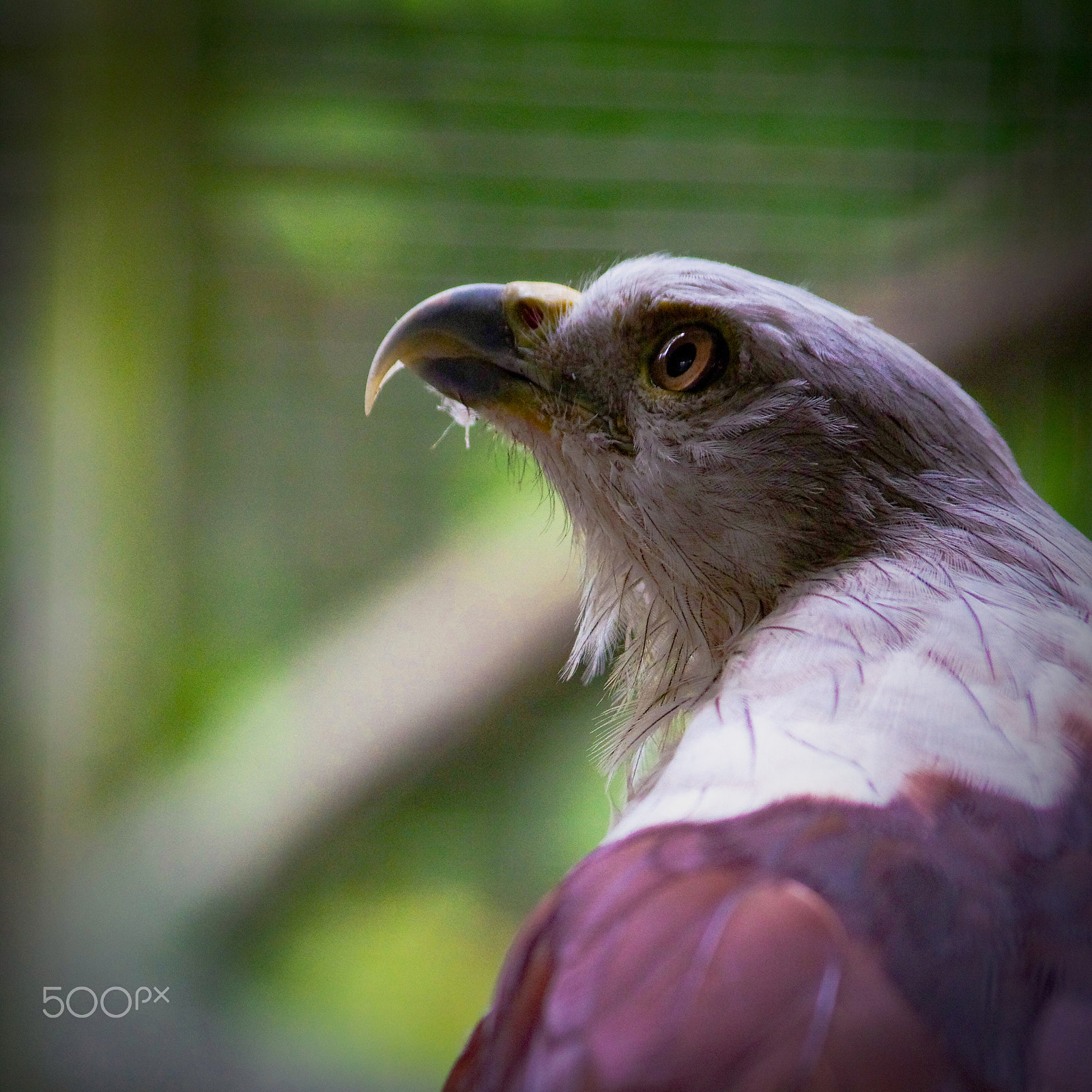 HD Pentax DA 55-300mm F4.0-5.8 ED WR sample photo. Haliastur indus photography