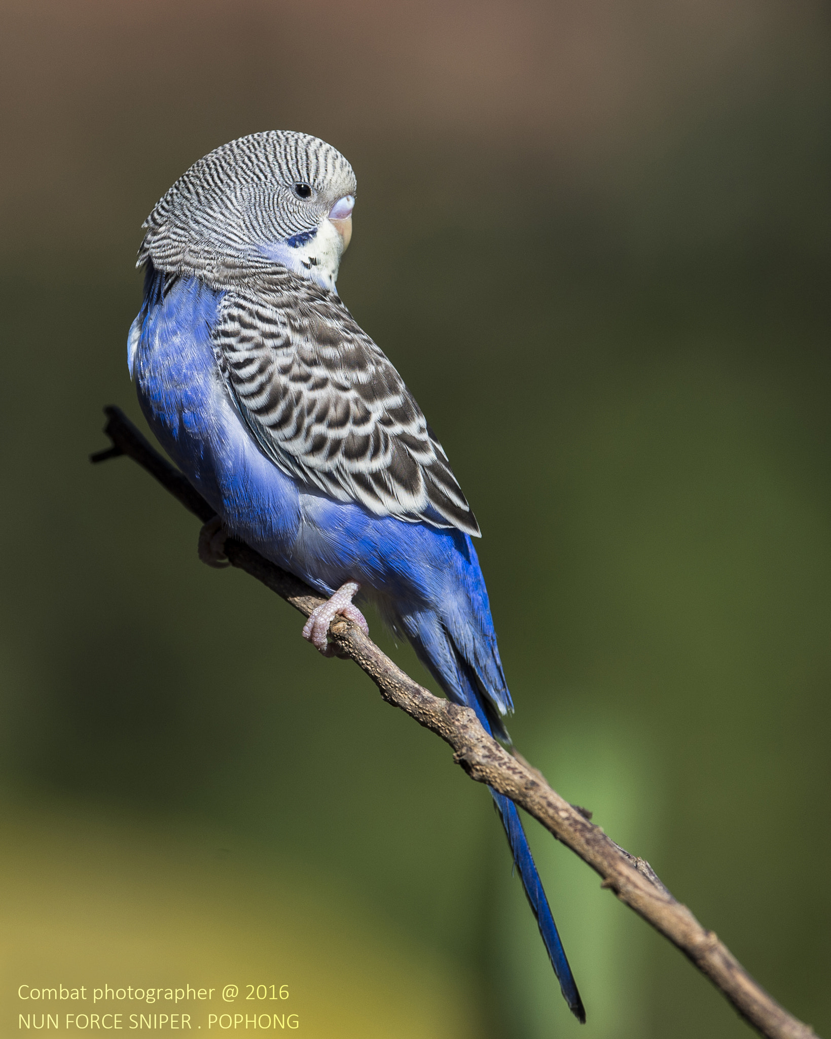 Nikon D4S sample photo. Budgies photography