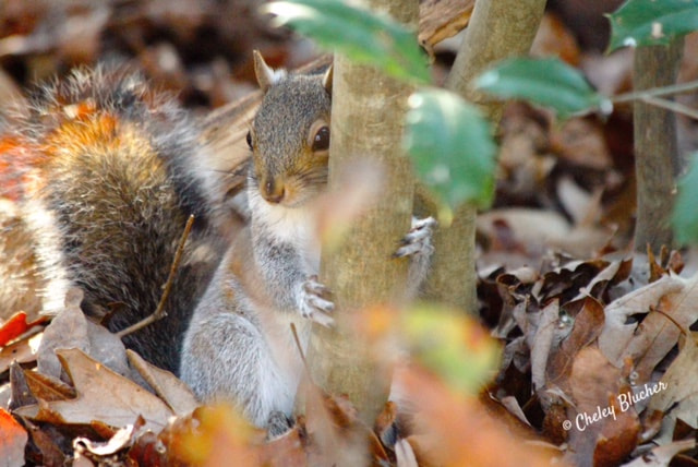 Canon EF 70-300mm F4-5.6 IS USM sample photo. I'm shy! photography