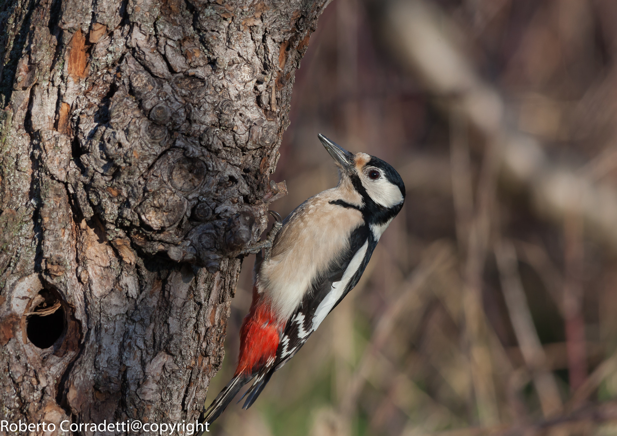 Sigma 150-500mm F5-6.3 DG OS HSM sample photo. Picchio photography