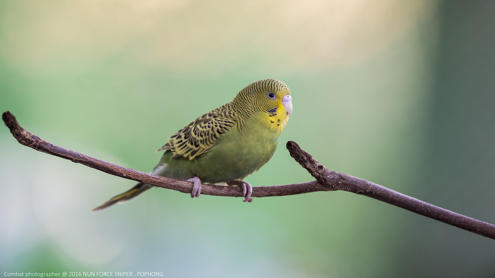 Nikon D4S sample photo. Budgies photography